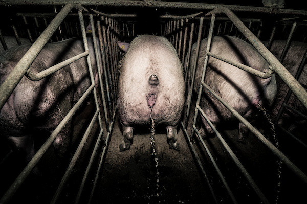 pig intensive farm-36.jpg