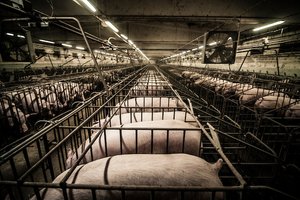 pig intensive farm-38.jpg