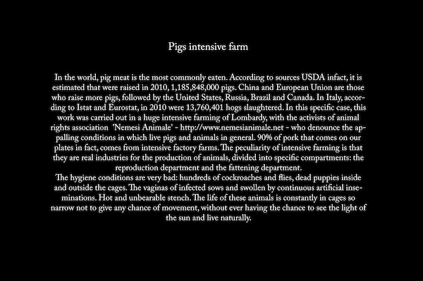 Pigs intensive farm text.jpg