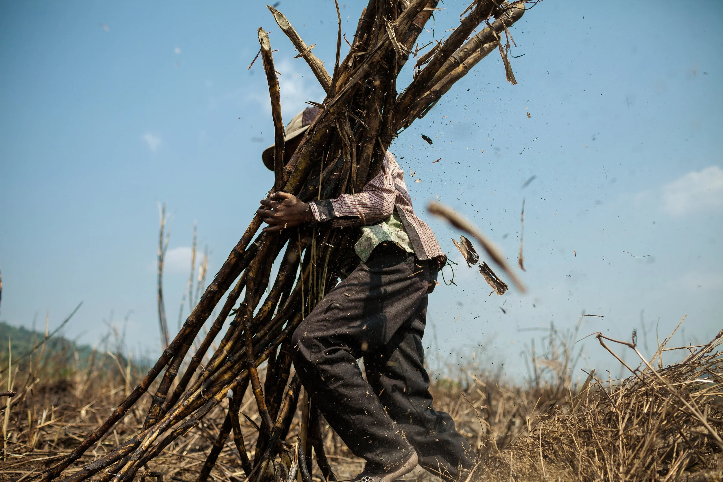 Image: Sugar plantation of Srei Ambel, Koh Kong - Cambodia. 16 Jan. 2013 © Thomas Cristofoletti / Ruom