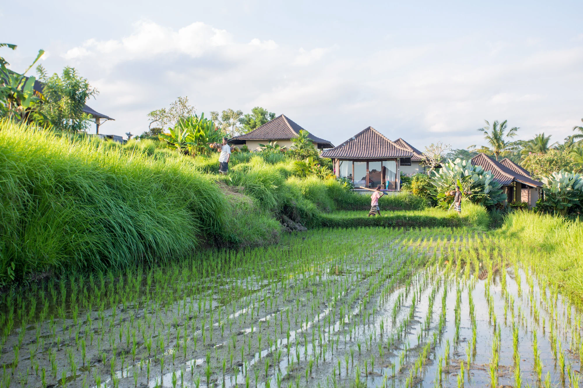 Surrounding Rice-Fields.jpg