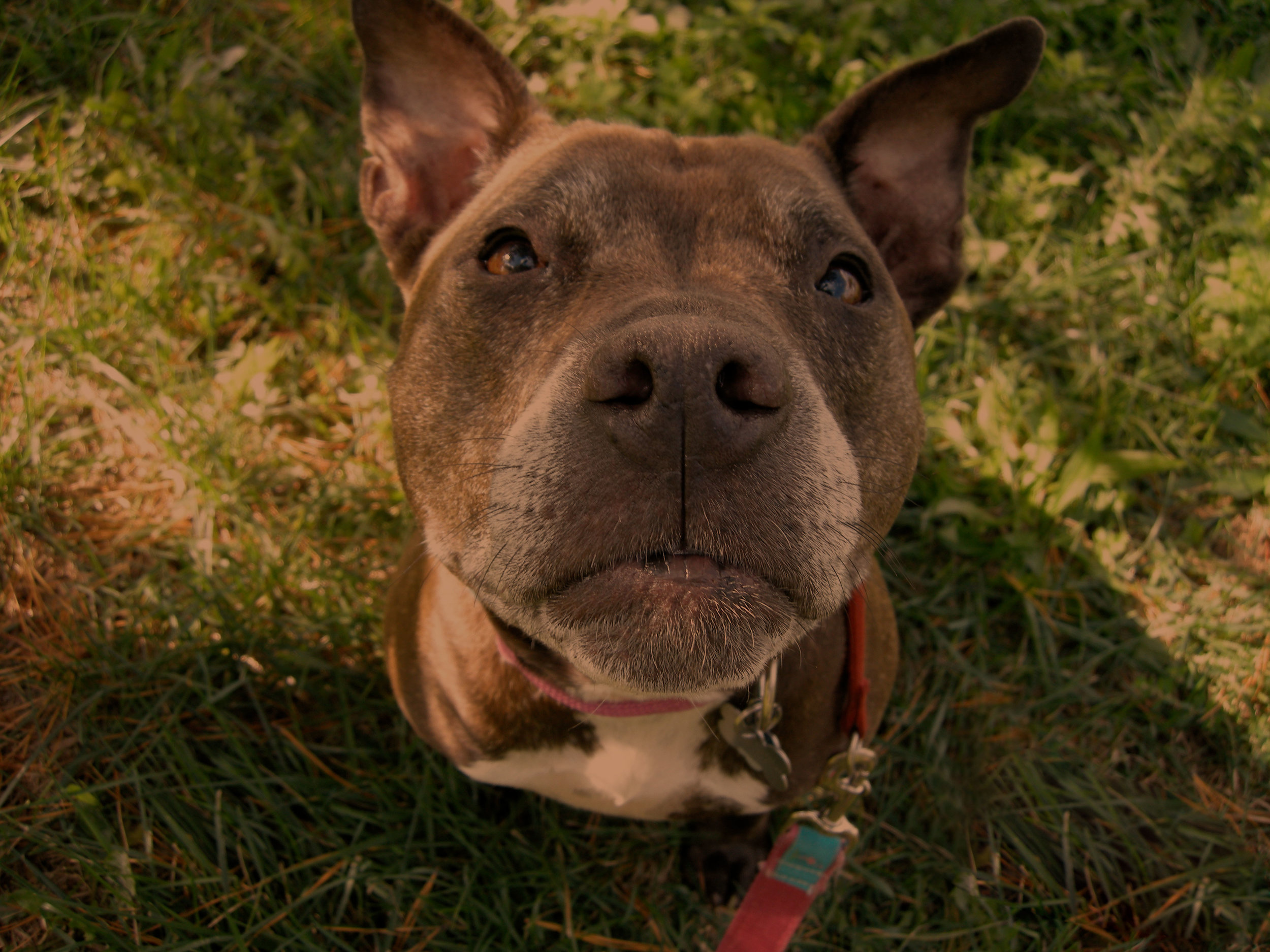 Hero-Images_pitbullcutie.jpg