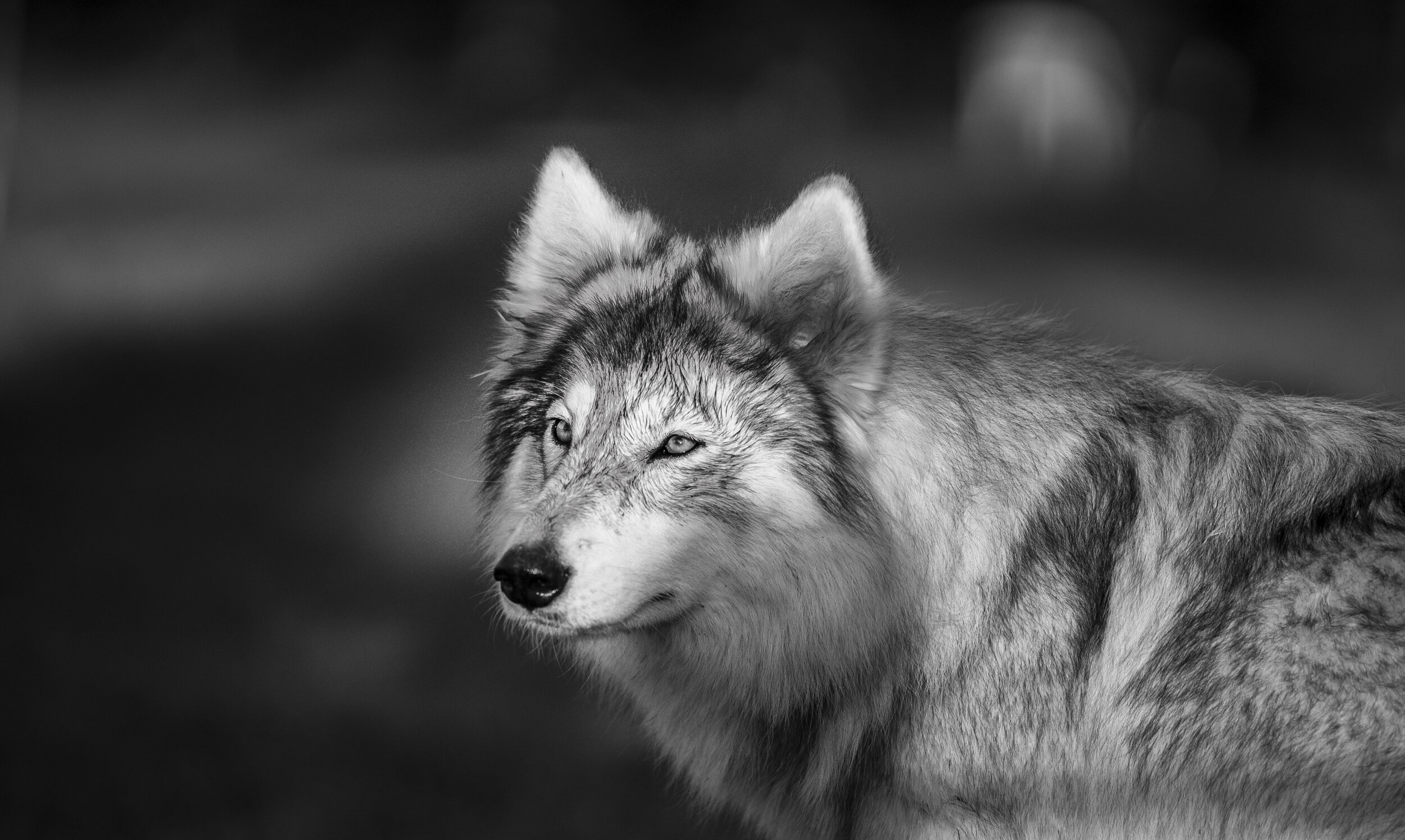 wolf 2 b&w.jpg