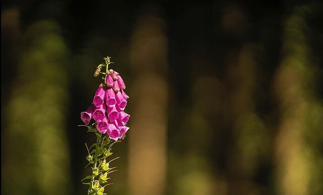 A lone Foxglove soaks up the evening light in a secluded part of the Forest of Dean. #foxglove #nature #photography #forestofdean #gloucestershire #flowers #wildlifephotography