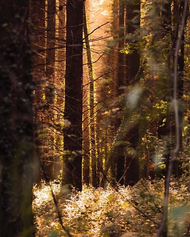 Evening light filters down through the Ash and Pine trees in the Forest of Dean. Taken on summers evening walk with the intention of spotting some Deer to photograph. Didn&rsquo;t spot any Deer. #forest #forestofdean #wildlifephotography #sonyalpha