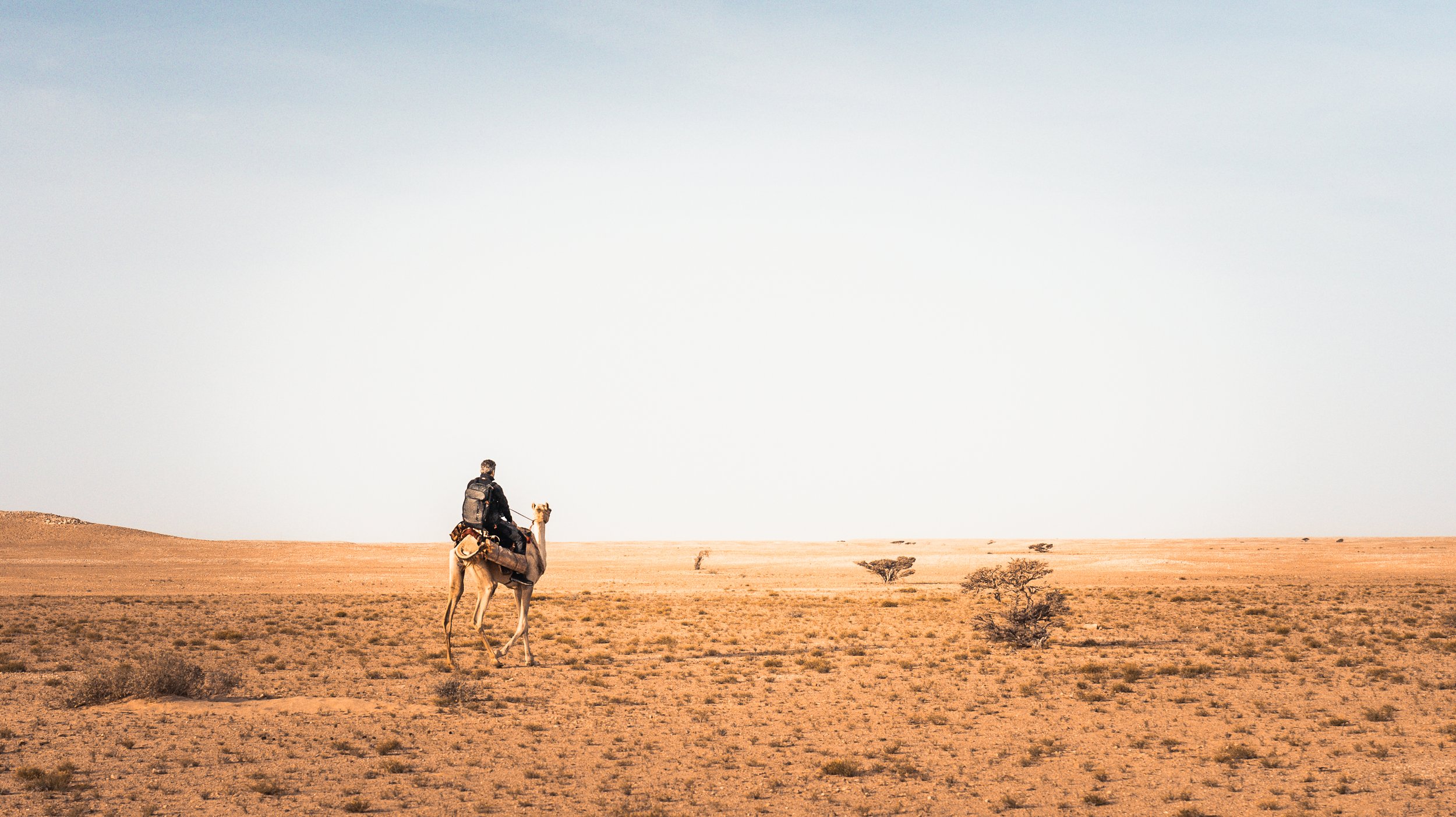Oman Reza camel 17.jpg