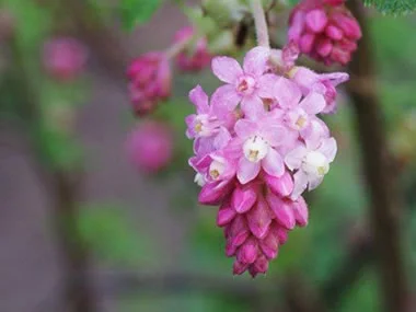 San Francisco Botanical Garden Monthly Plant Sales