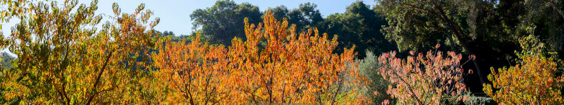 Golden Harvest at the Filoli
