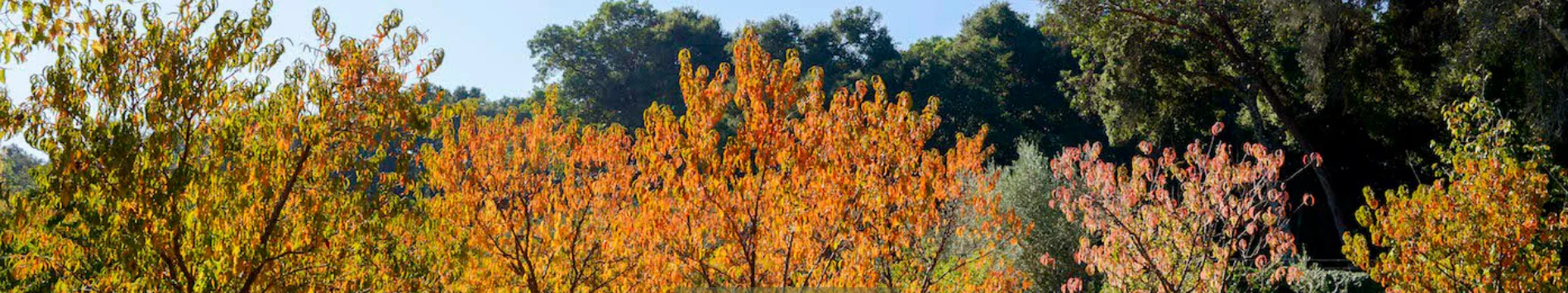 Golden Harvest at the Filoli