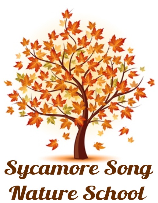 Sycamore Song Nature School