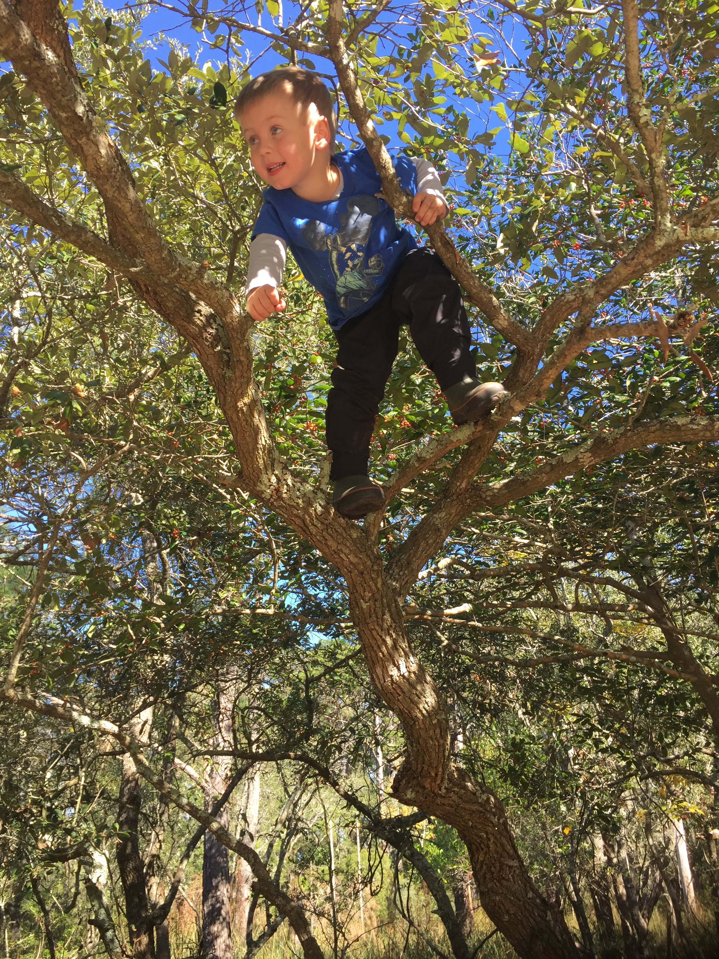 Climbing trees!