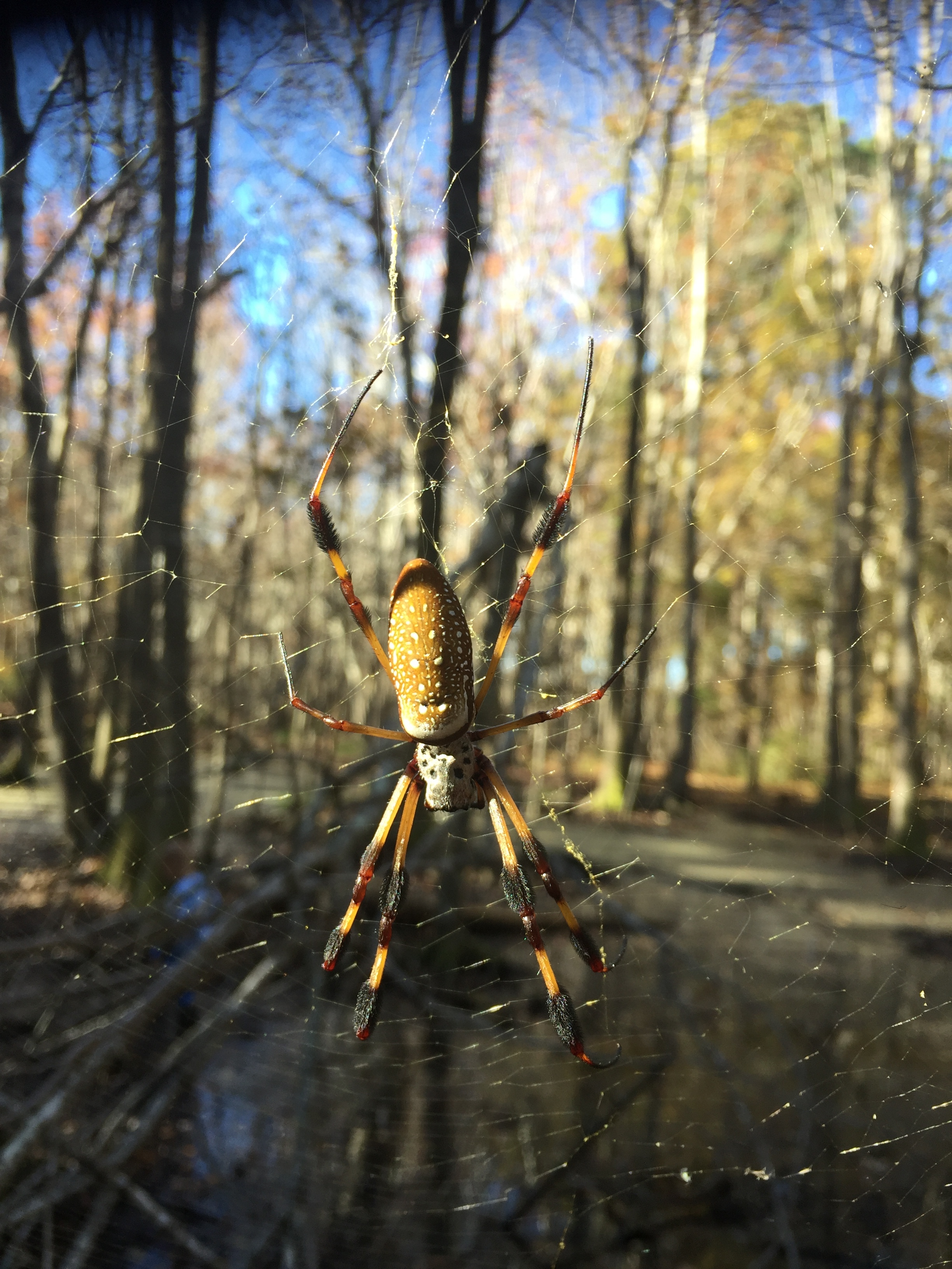 HUGE banana spider!!