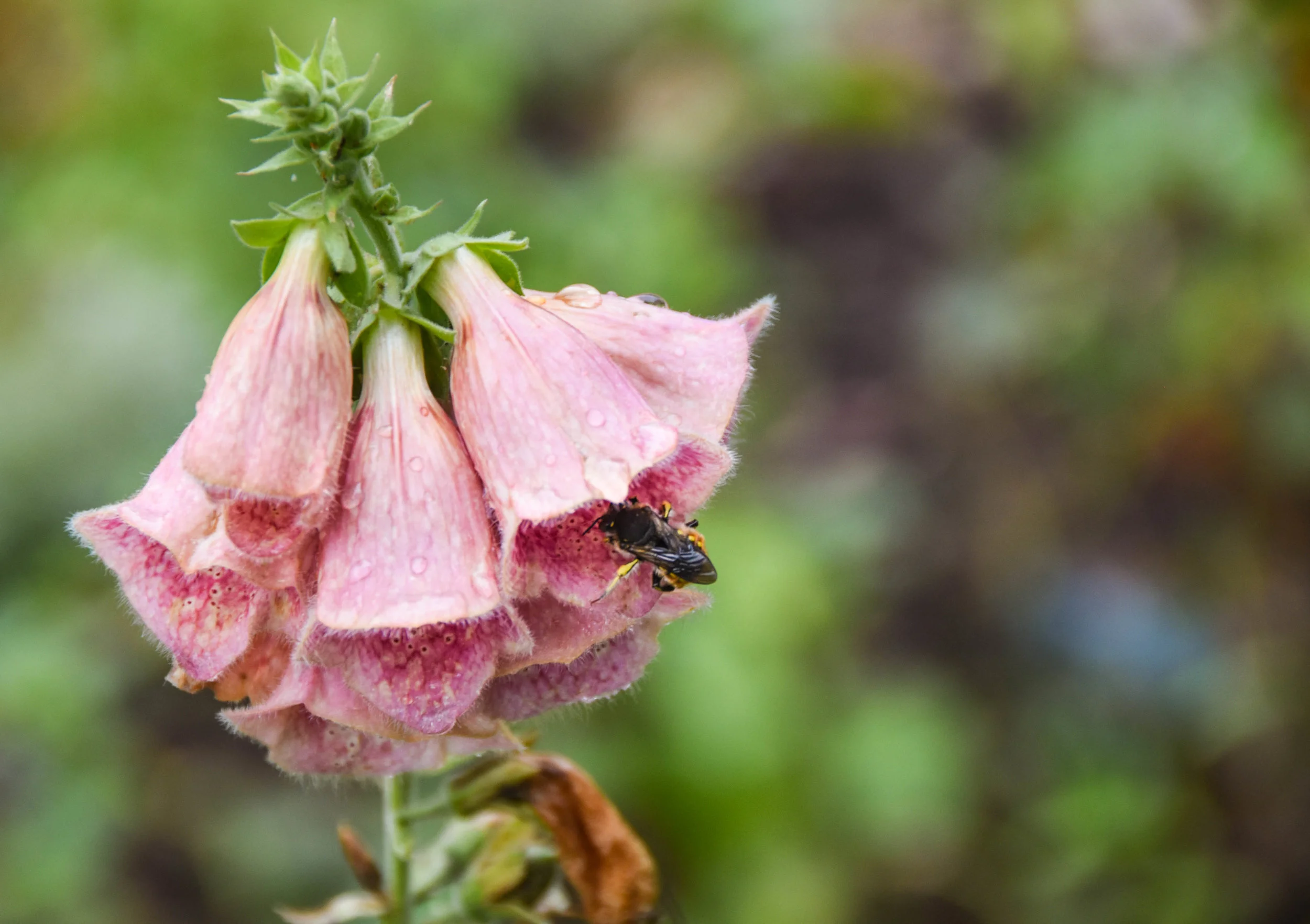 Foxglove With Bee