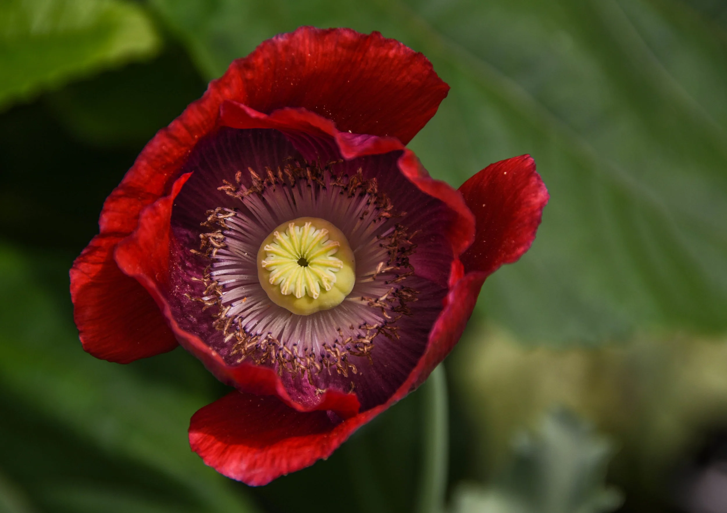Red Poppy