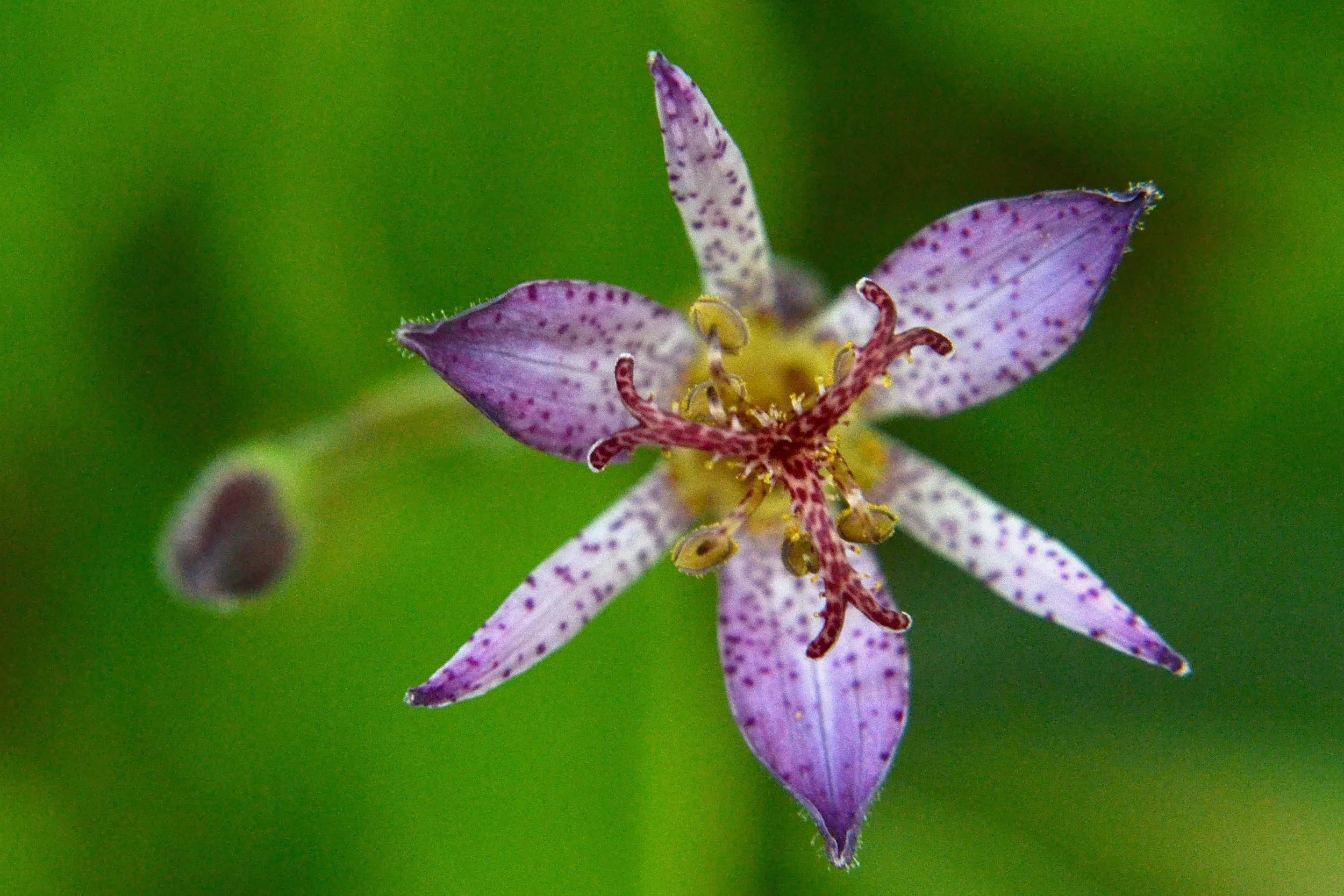 Toad Lily