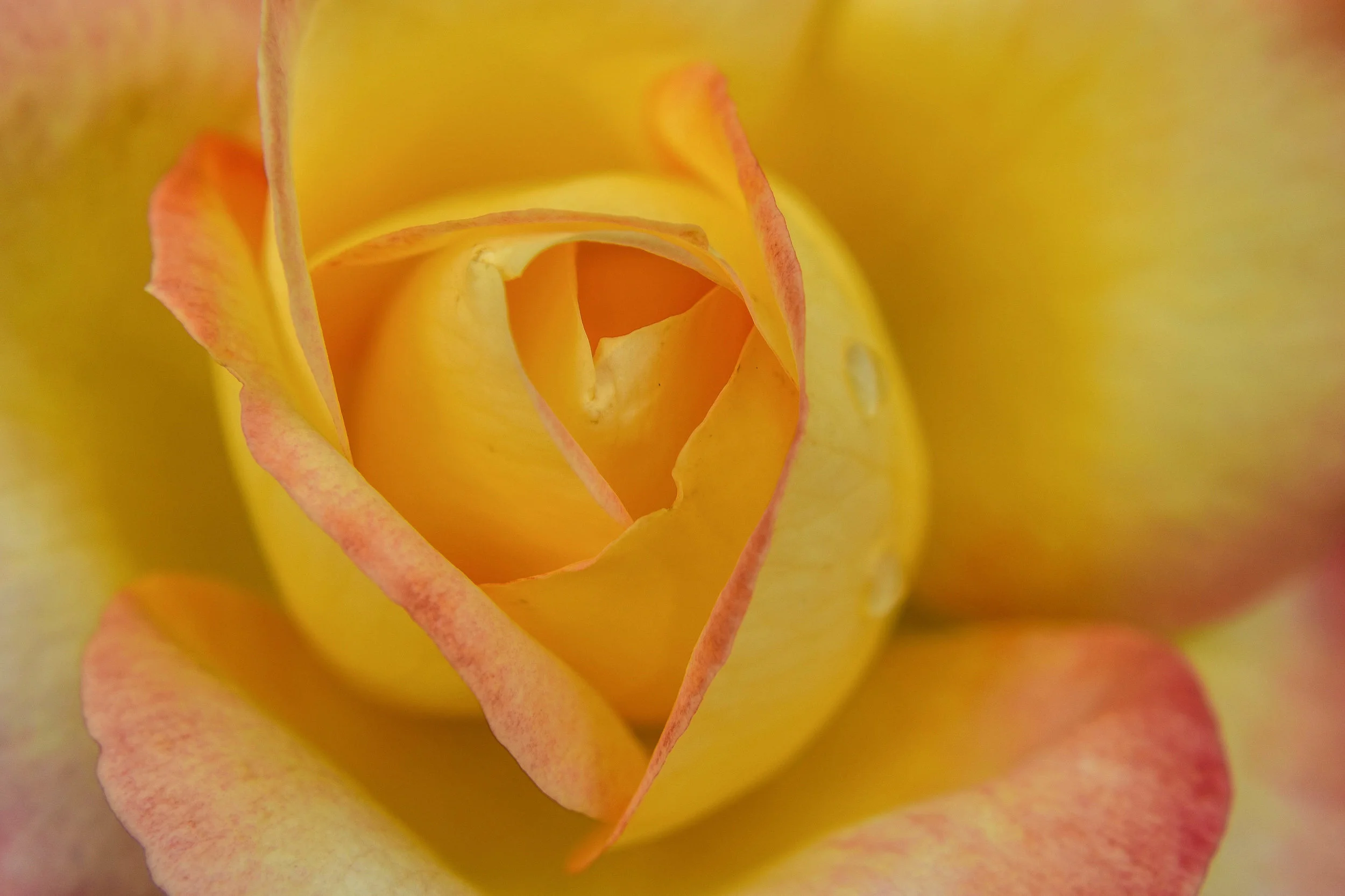 Warm Yellow Rose