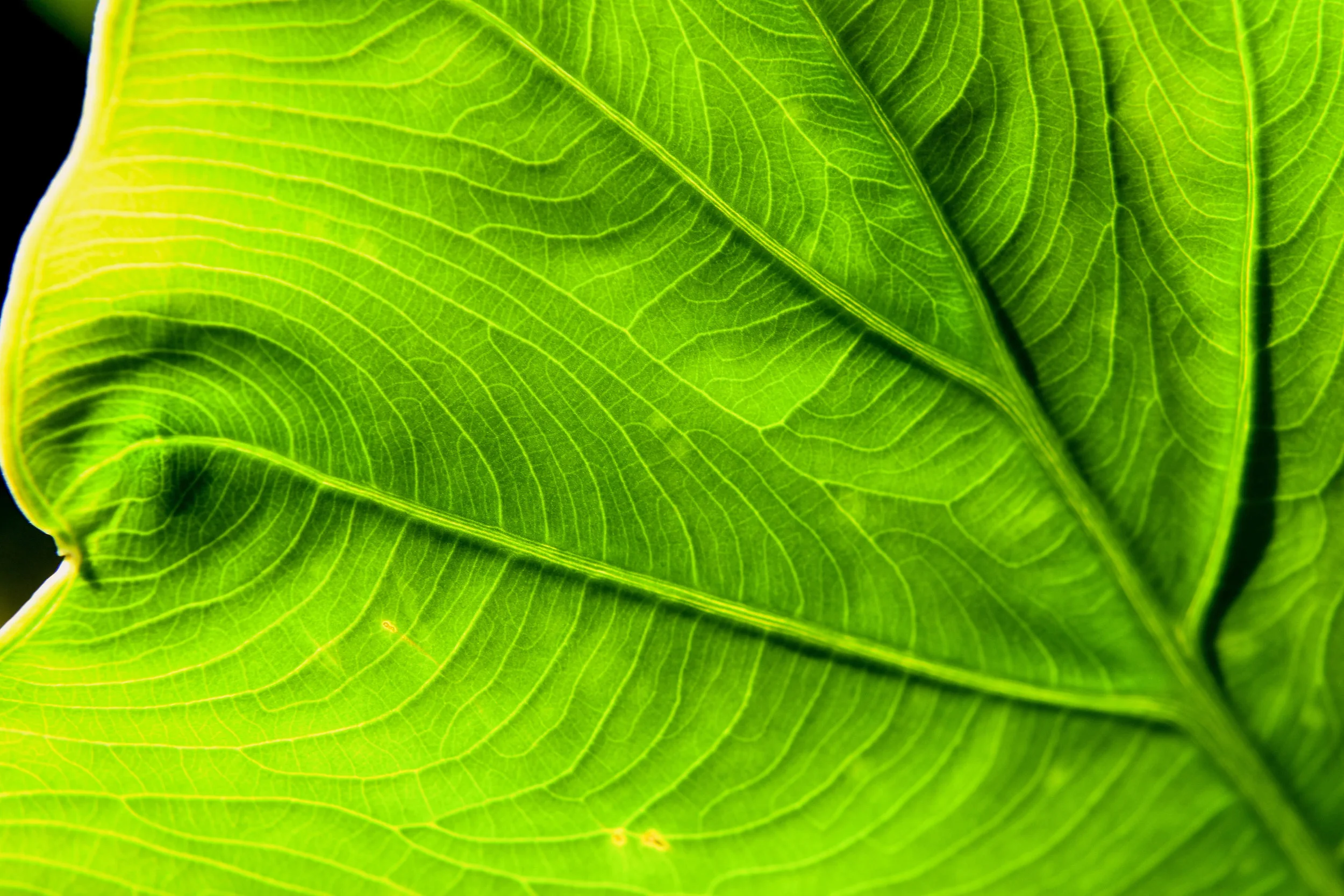 Green Leaf