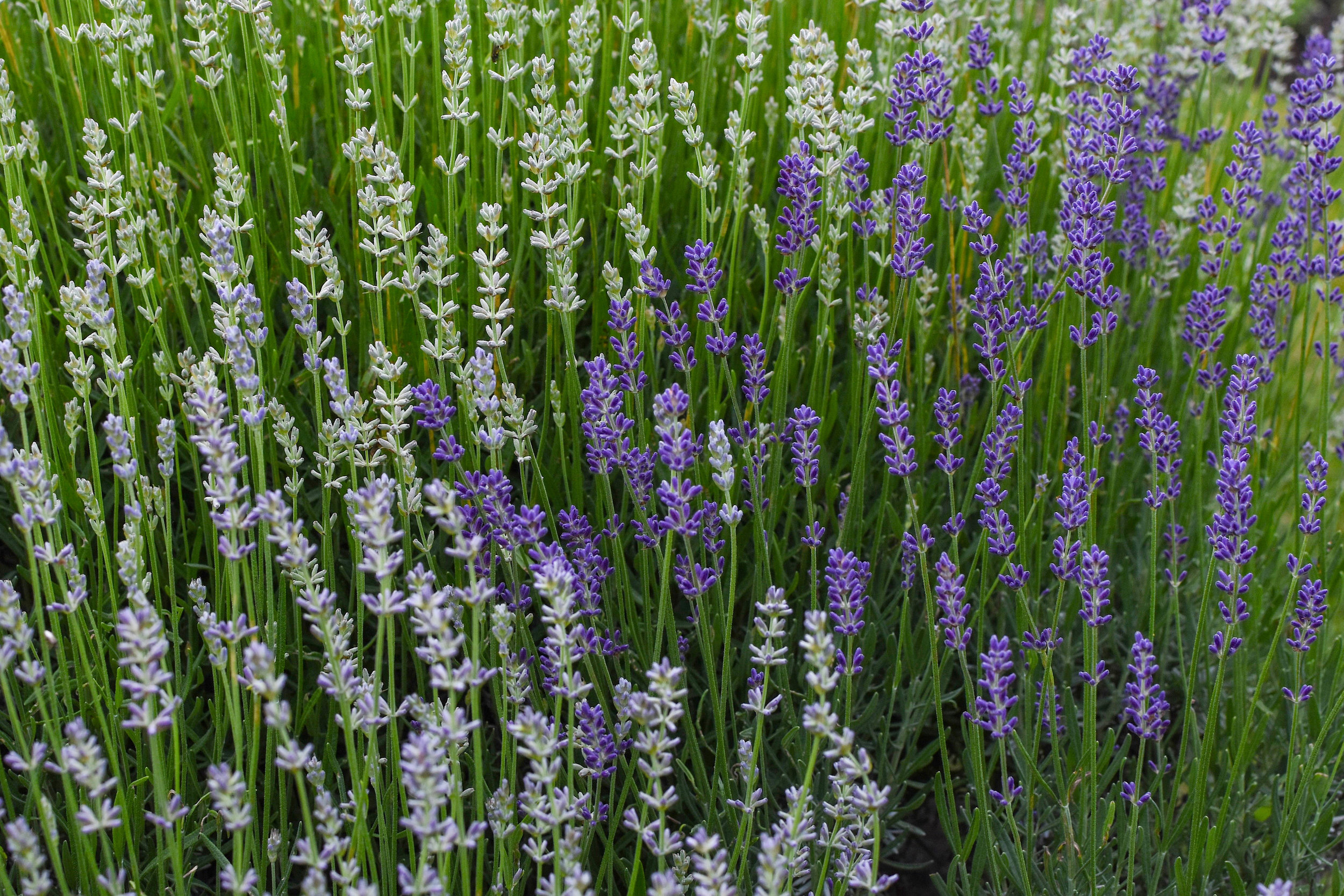 Lavender Garden