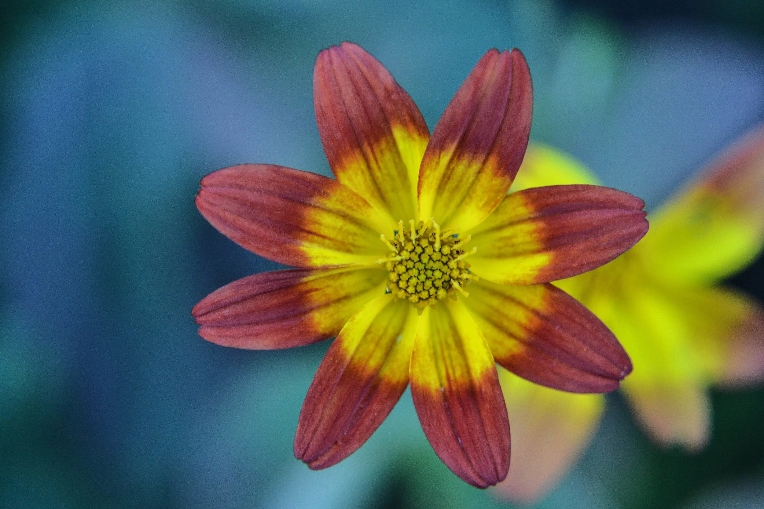 Red and Yellow, Again