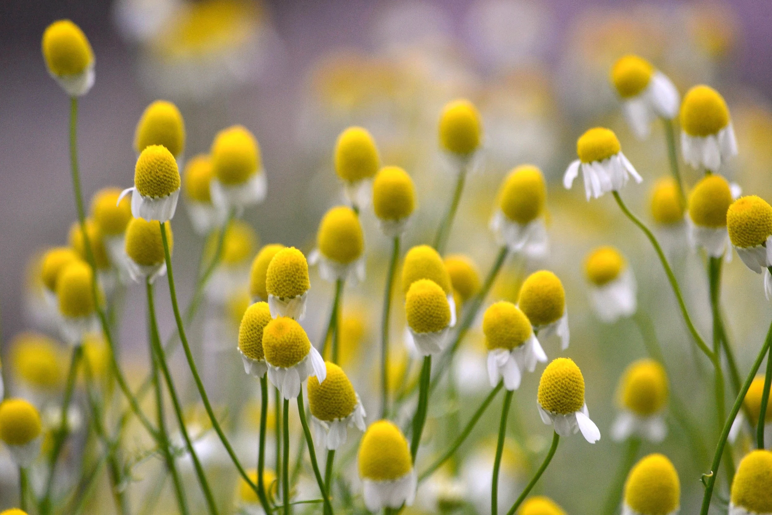 Chamomile