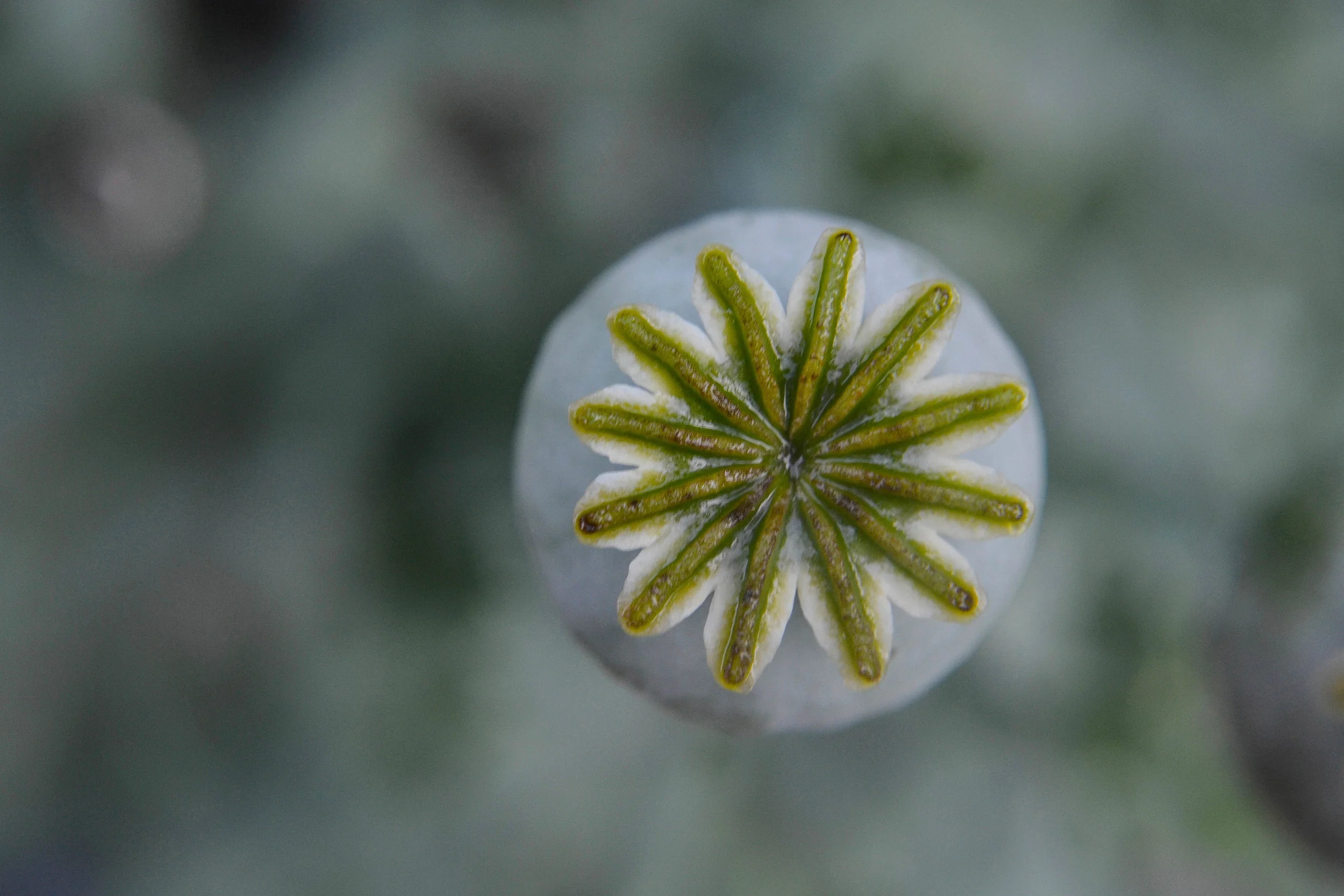 Poppy