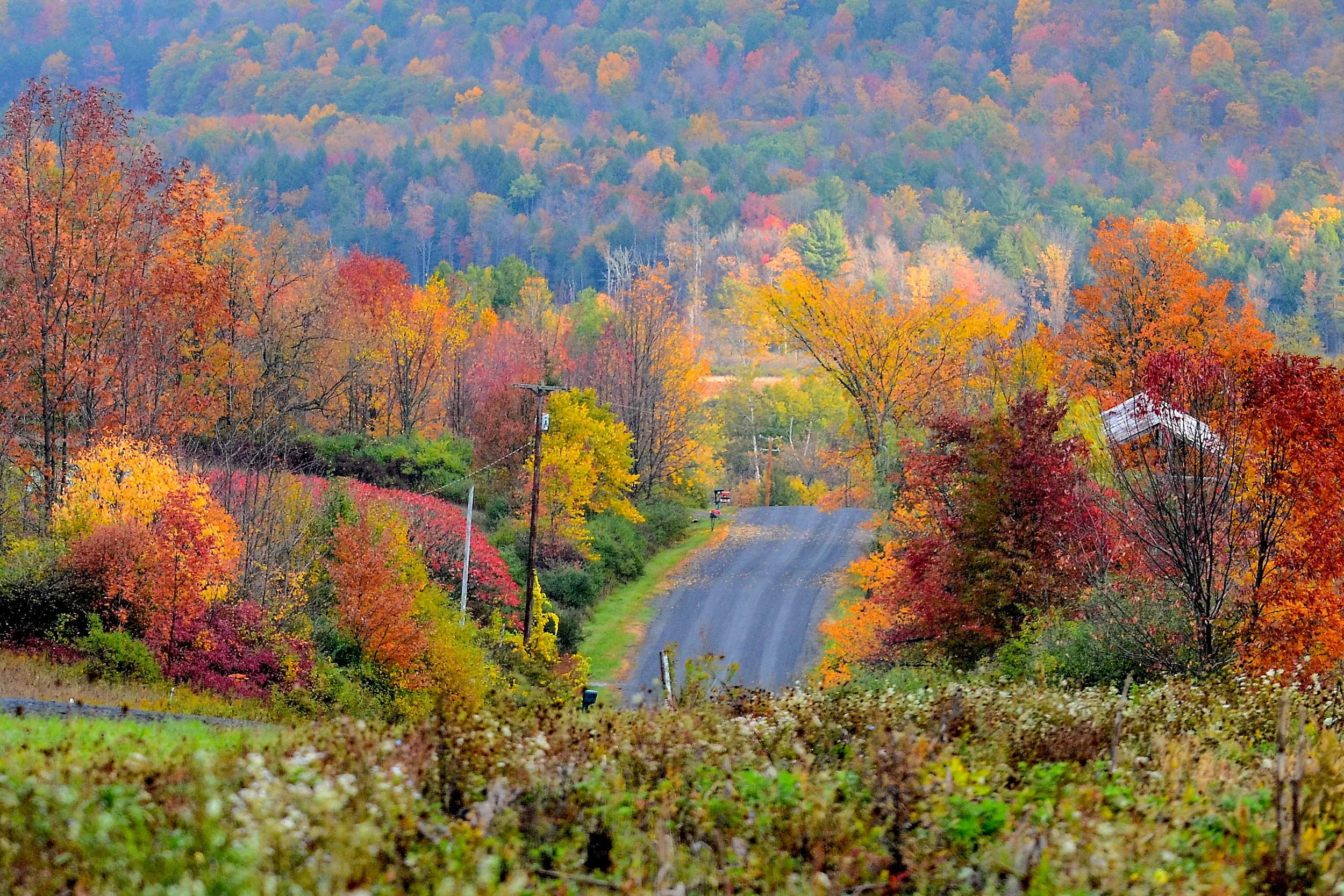 Fall Splendor on Curtis Rd