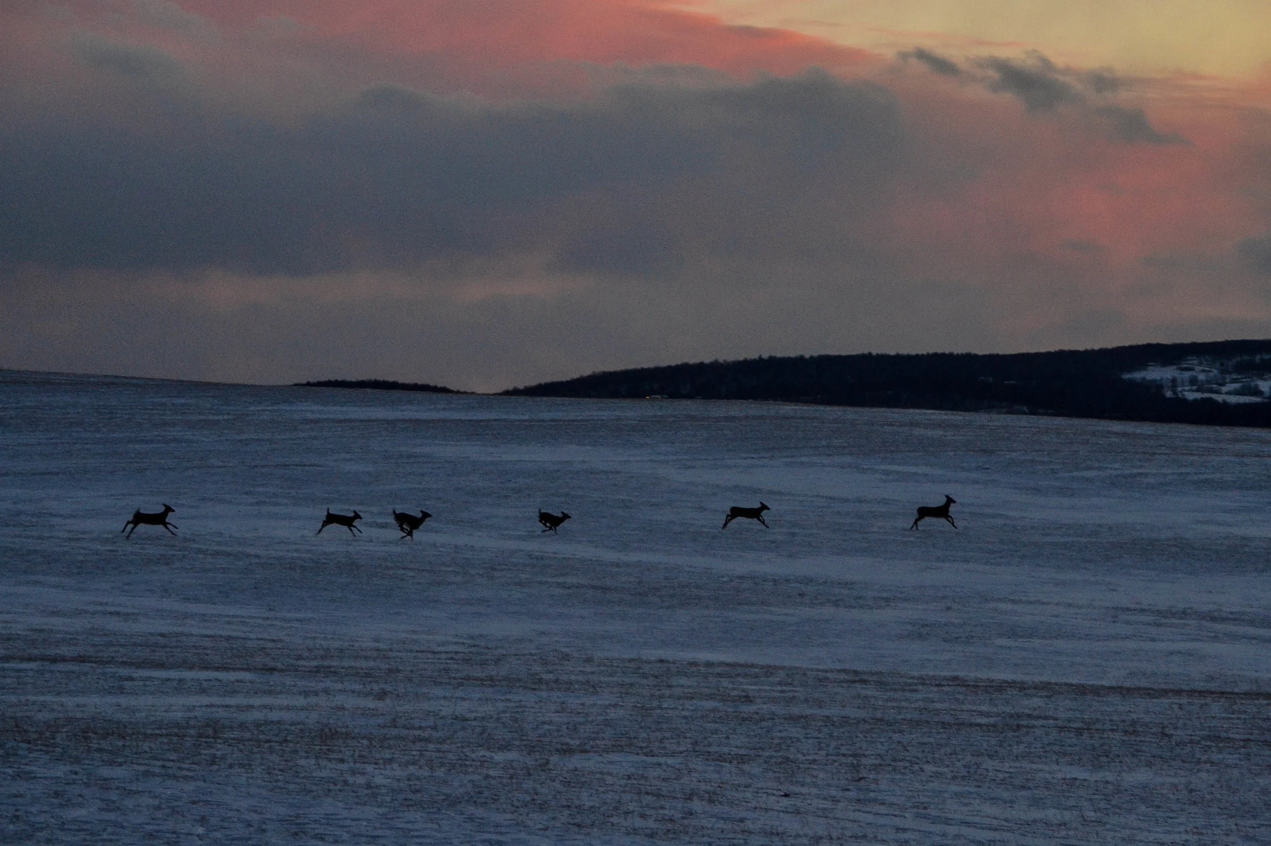 Sunset Deer Line