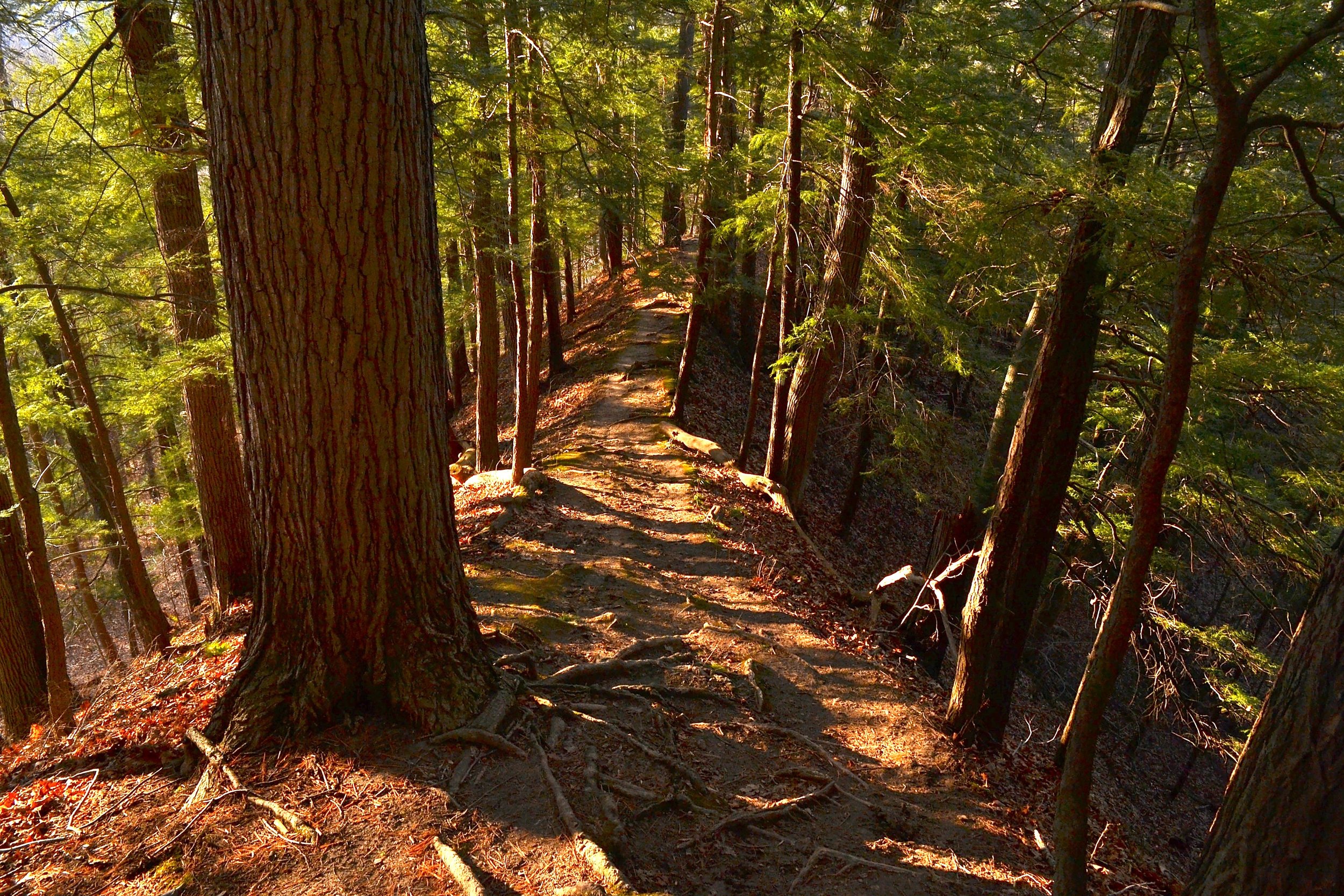 ridgetrail1.JPG