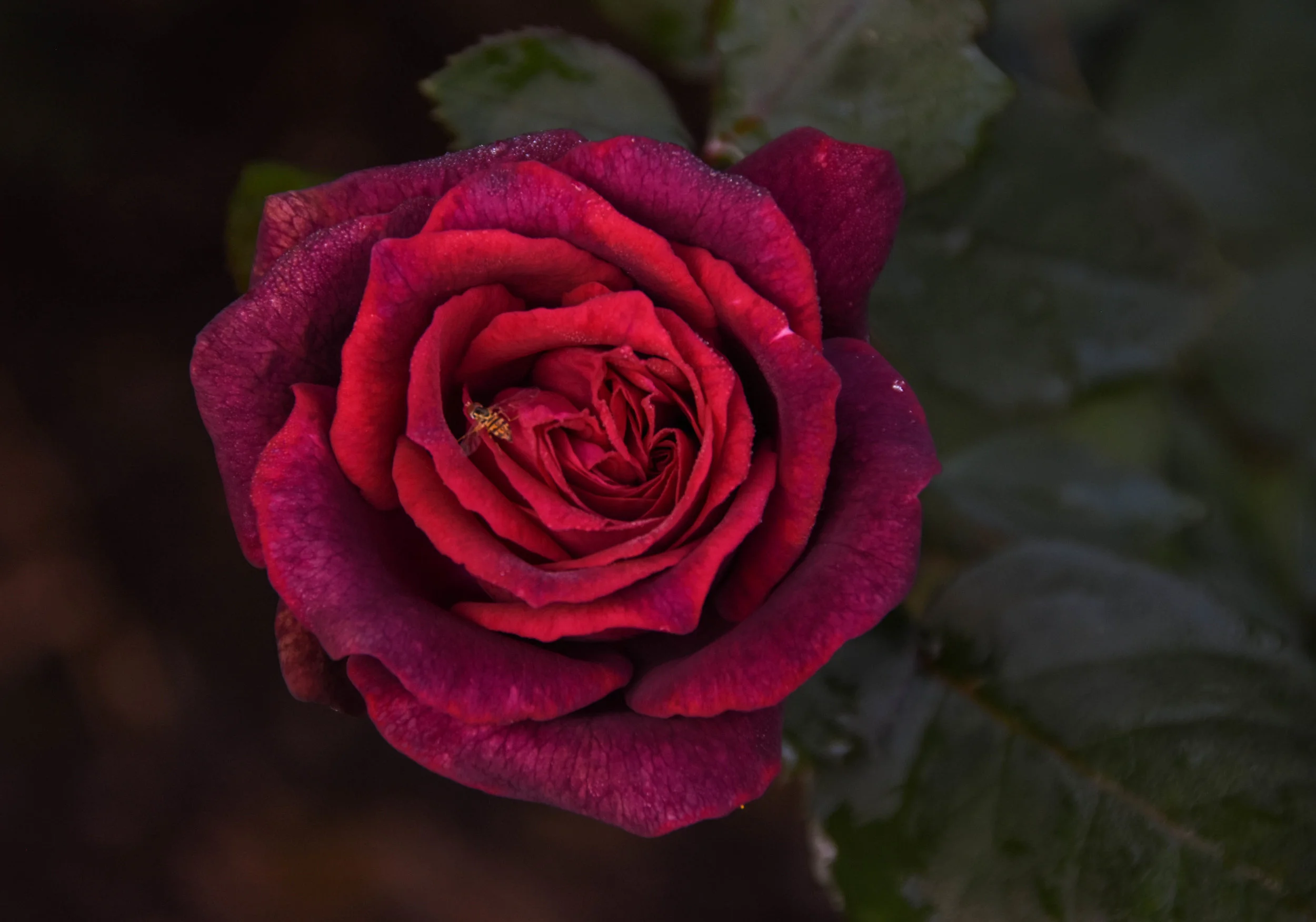 Rose's Bee