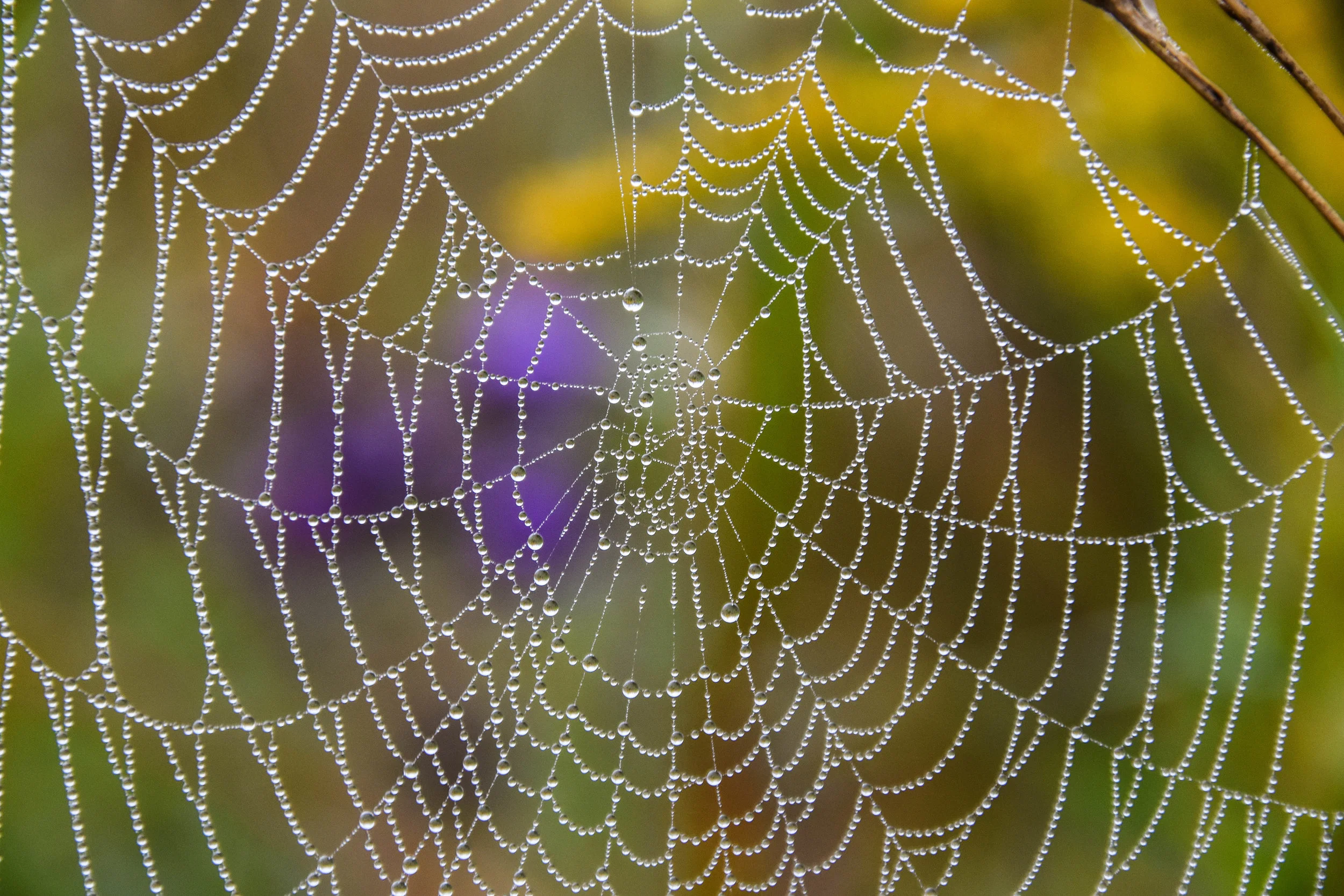 Spiderweb