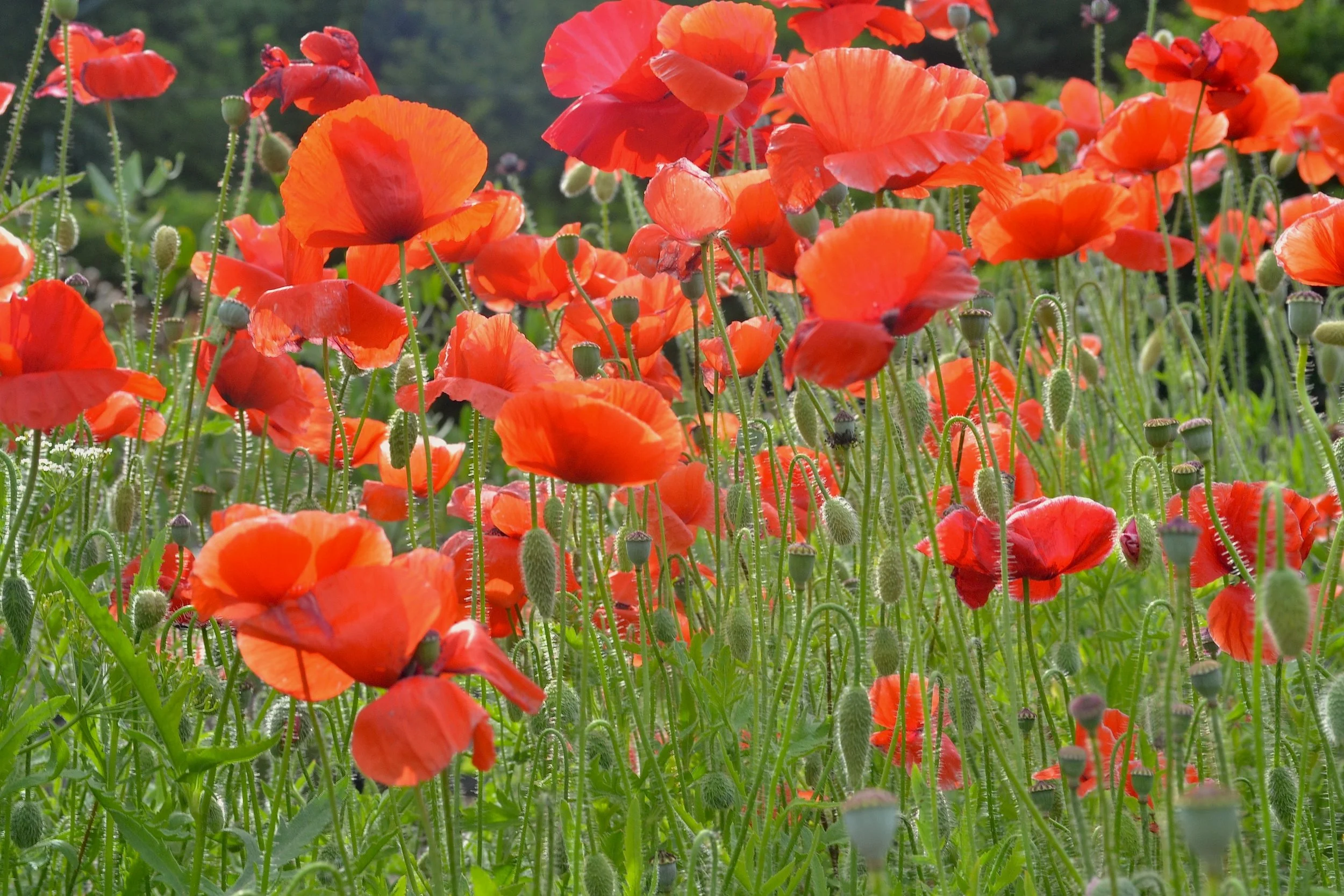 Poppy Field