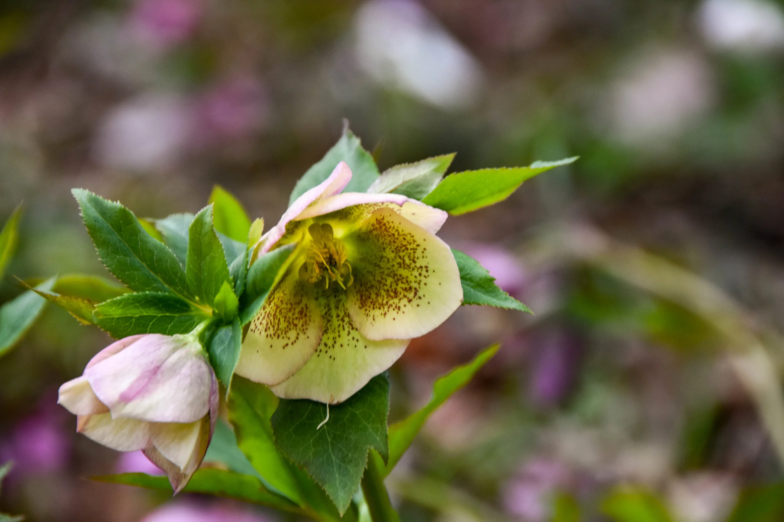 Spring Hellebore