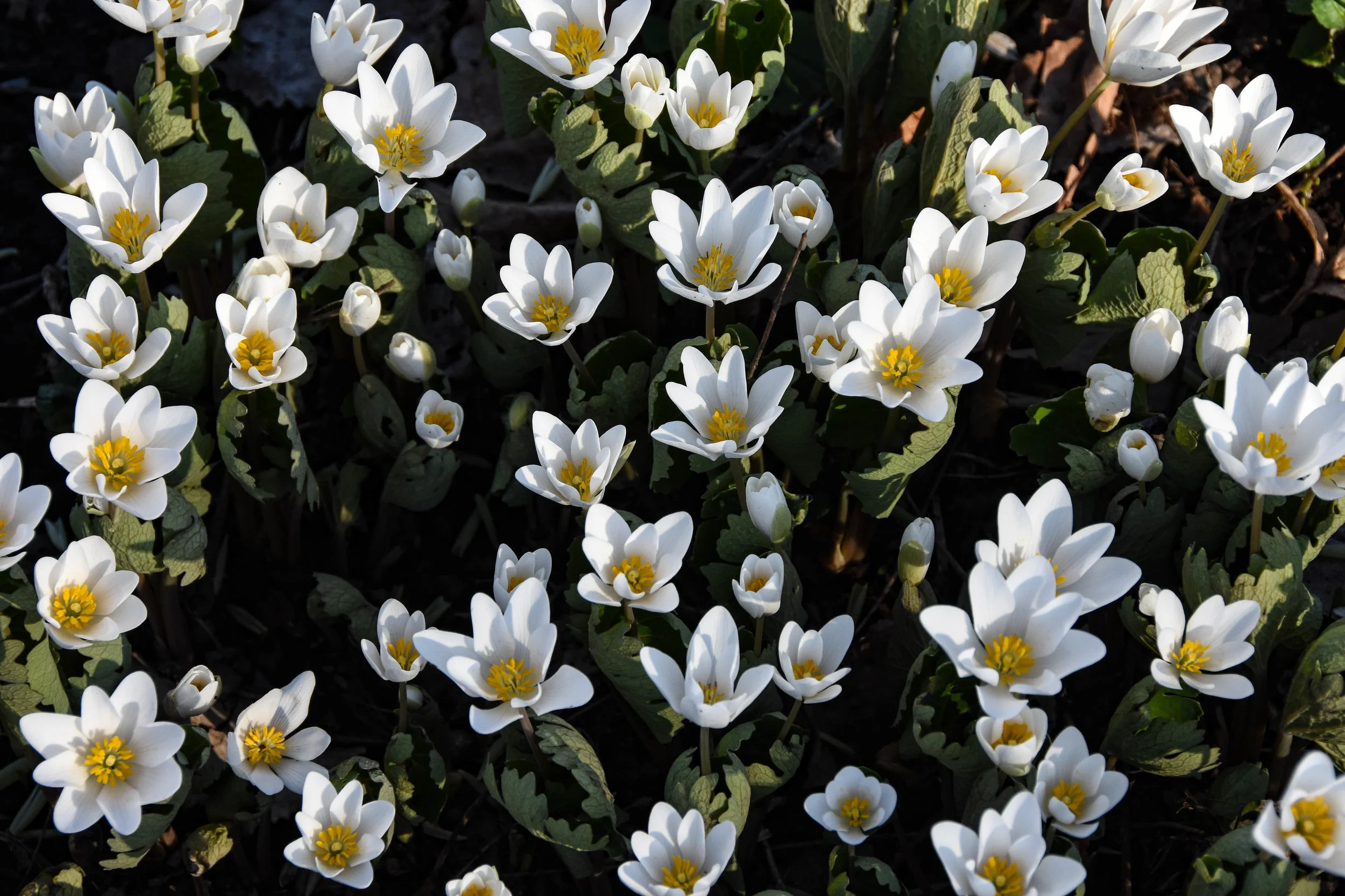 Bloodroot