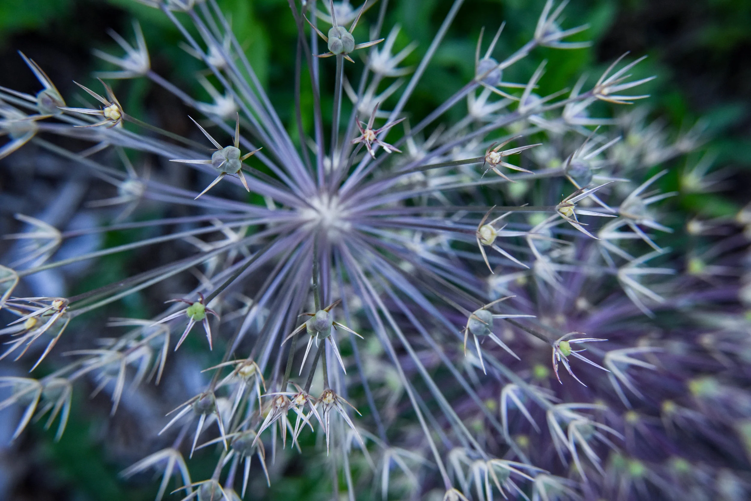 Allium Fireworks
