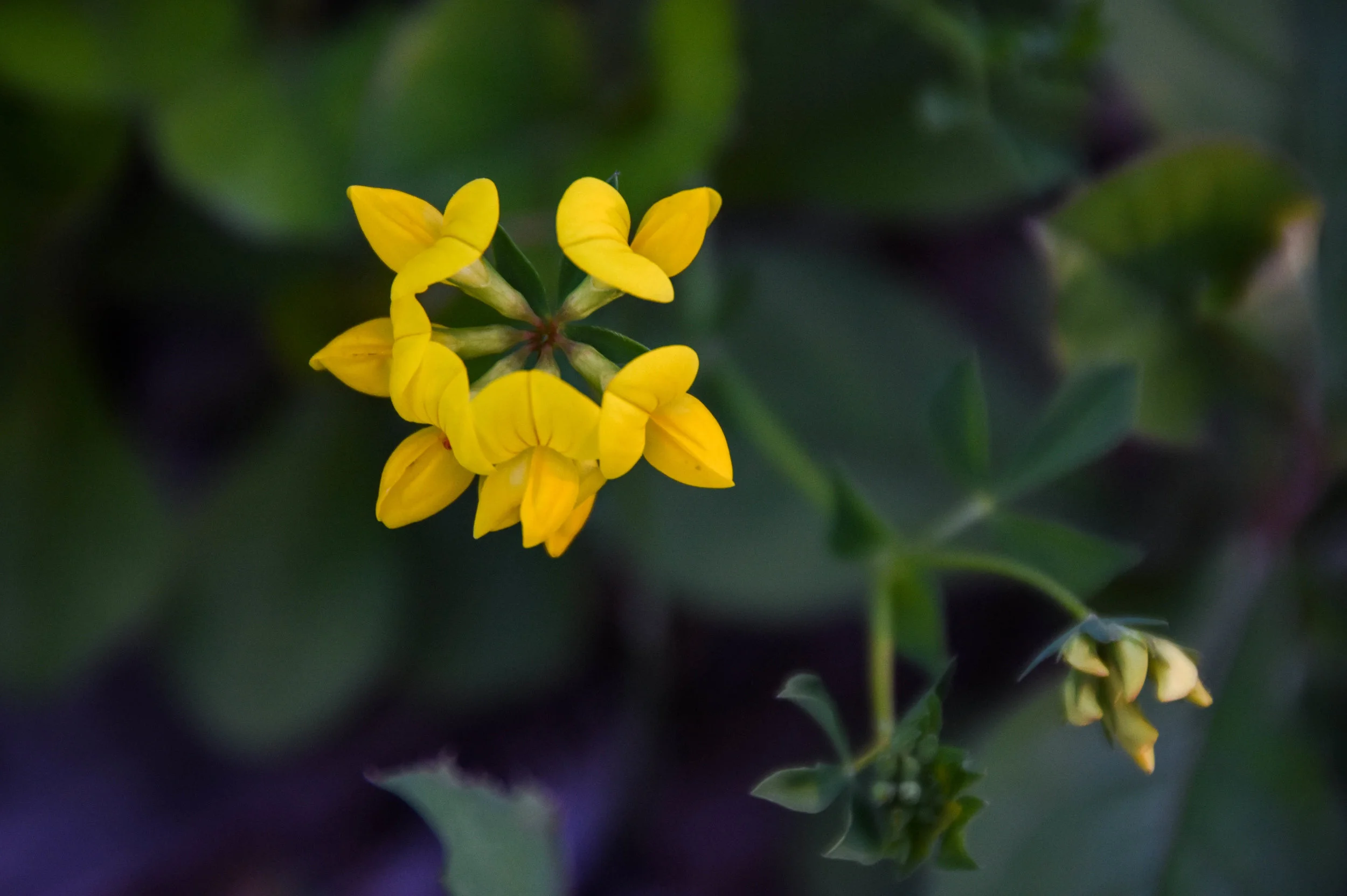 Birdsfoot Trefoil