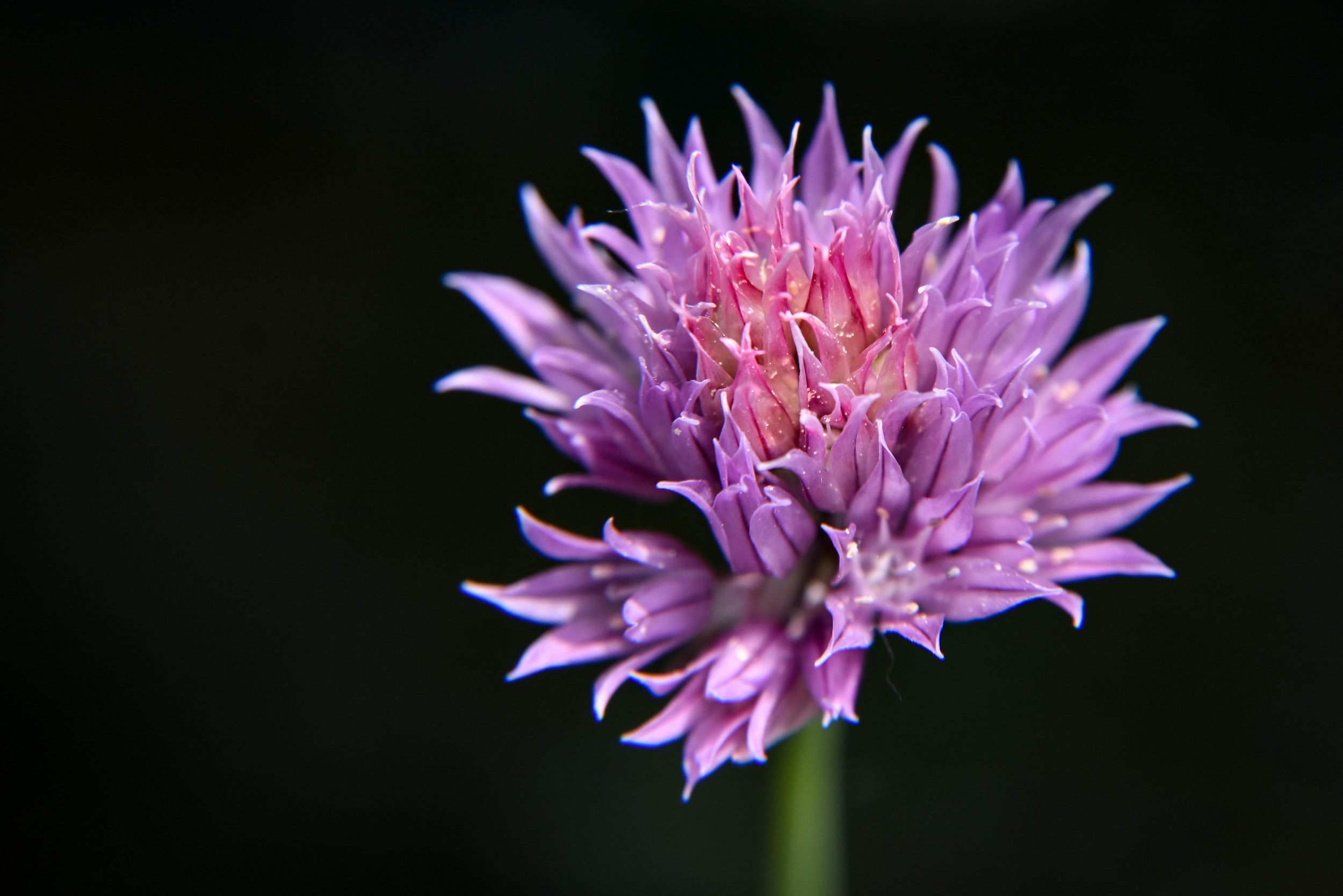 Chive