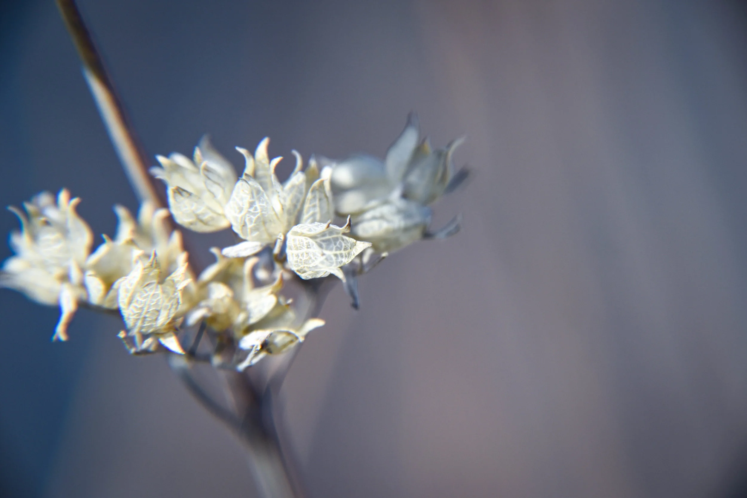 Fairy Flowers
