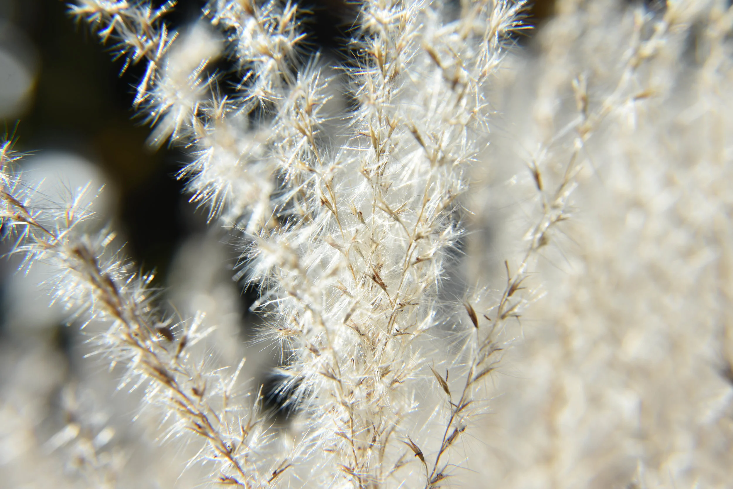 Grasses