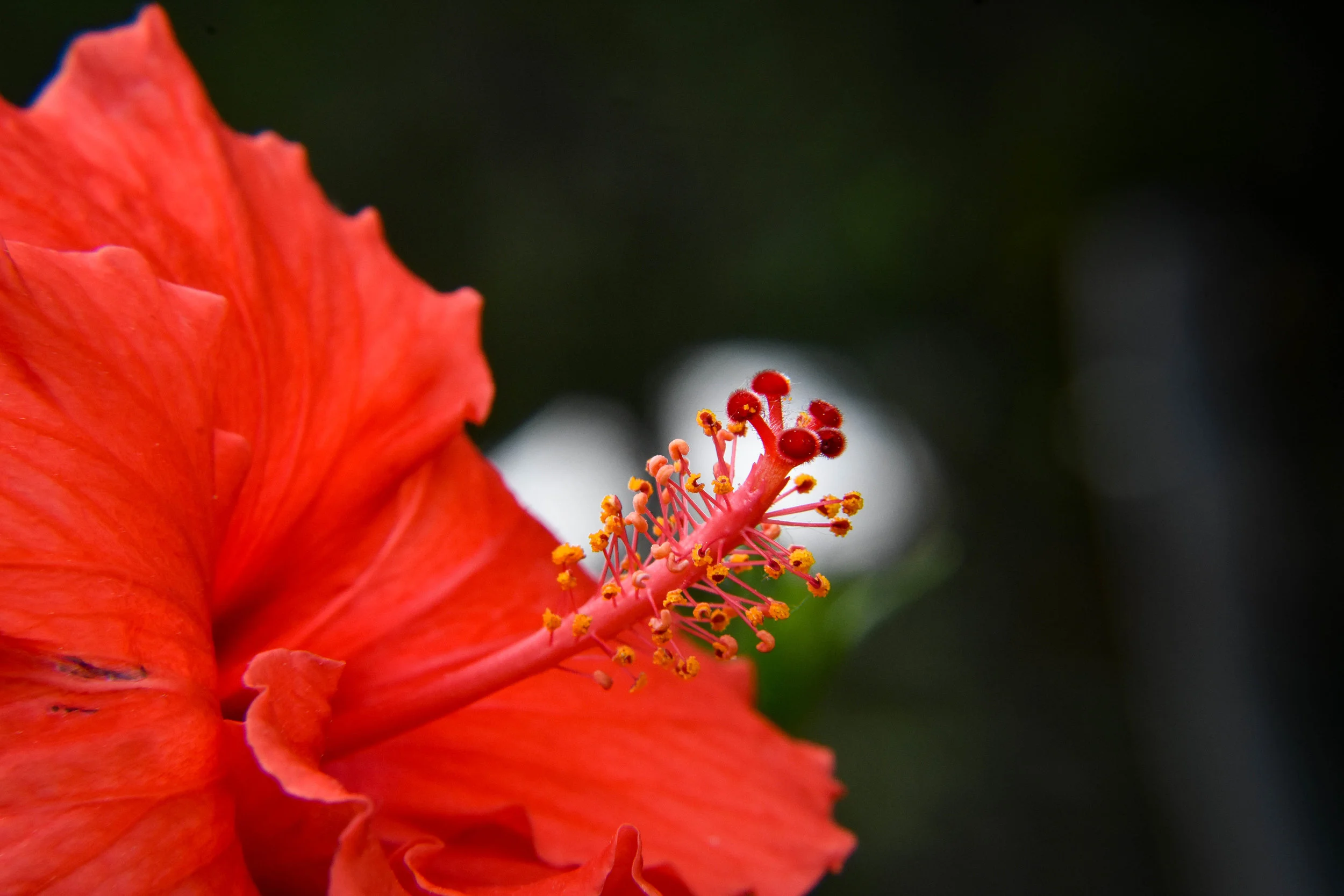 Hibiscus