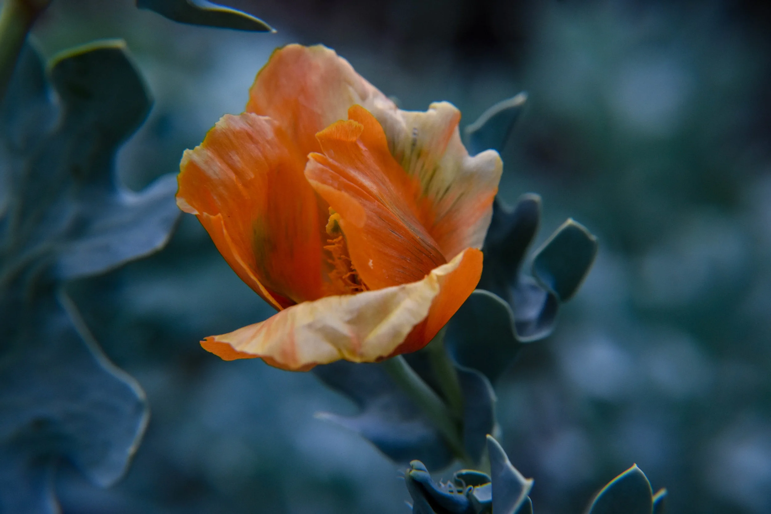Horned Poppy
