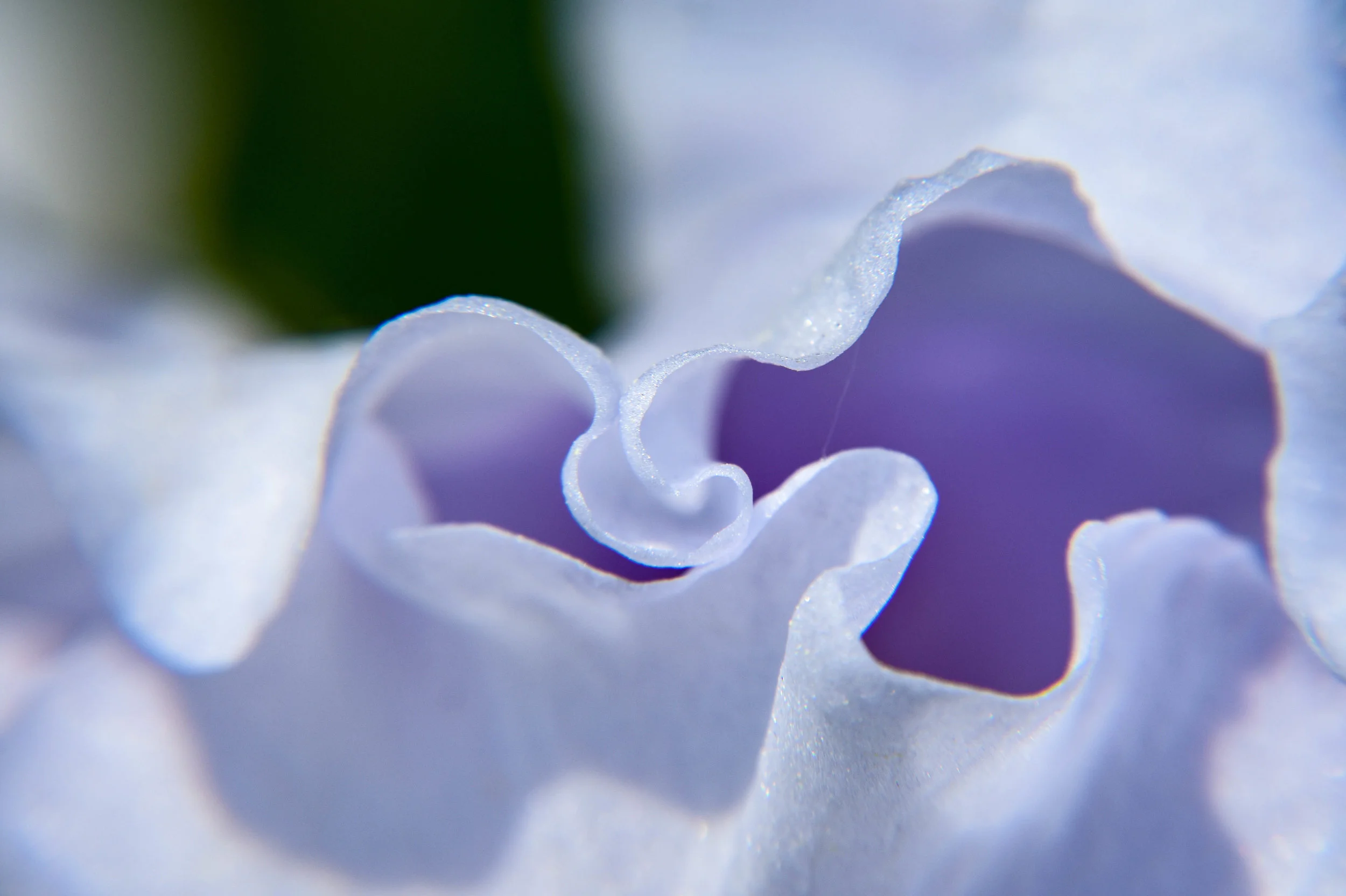 White Iris