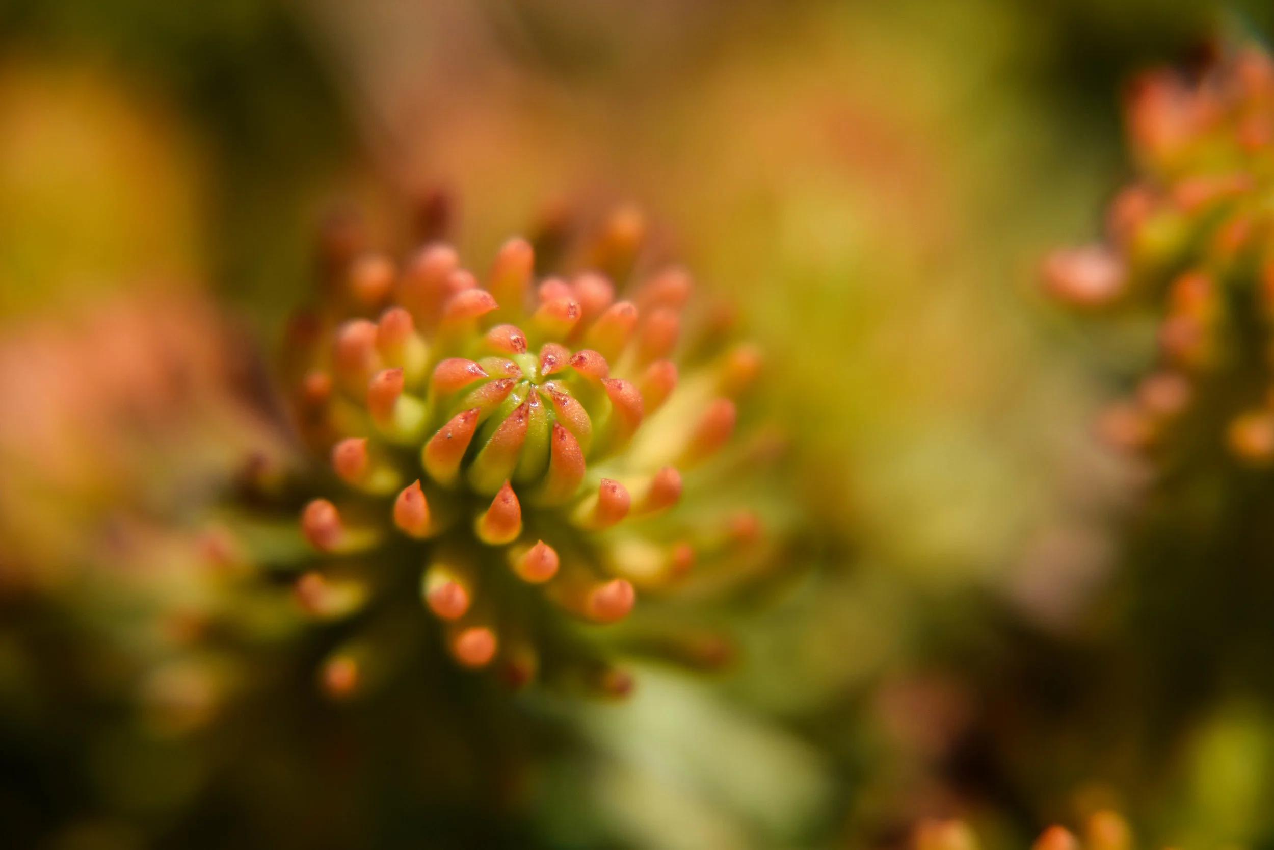 Orange Starburst