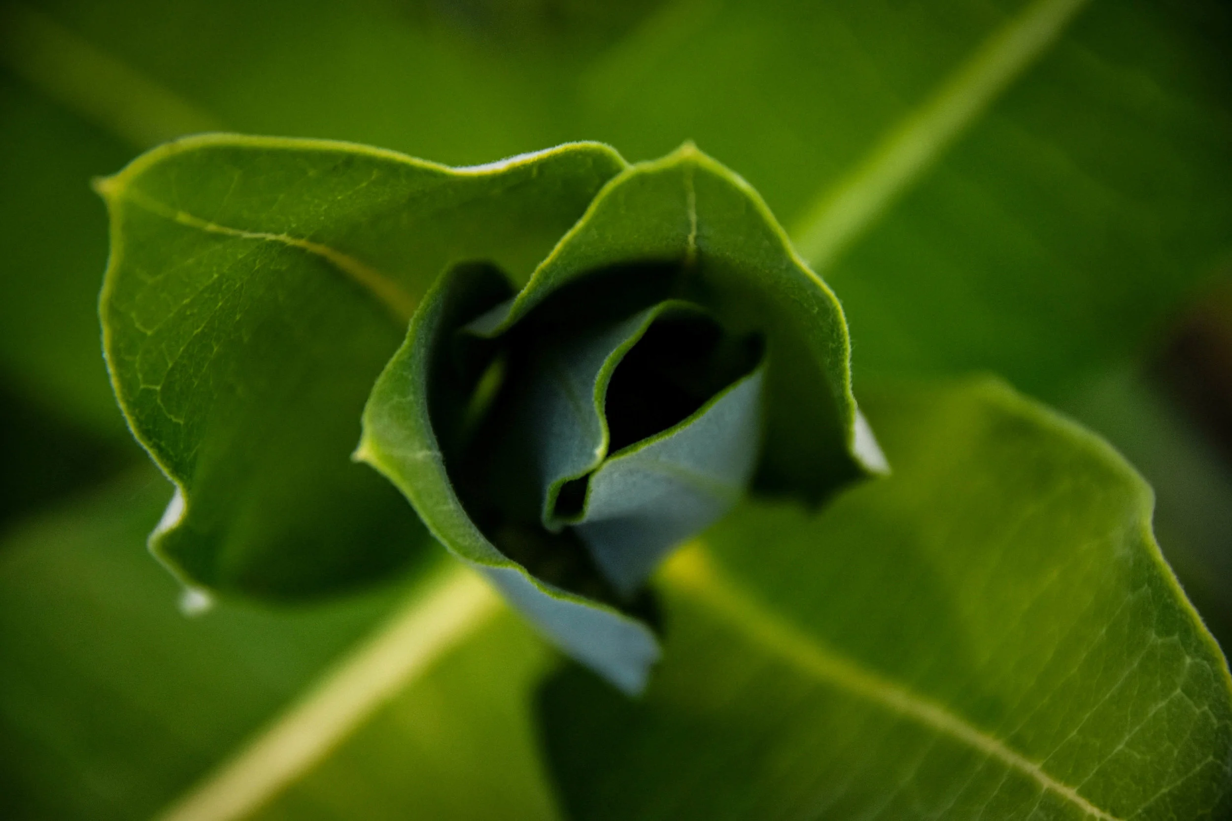 Milkweed