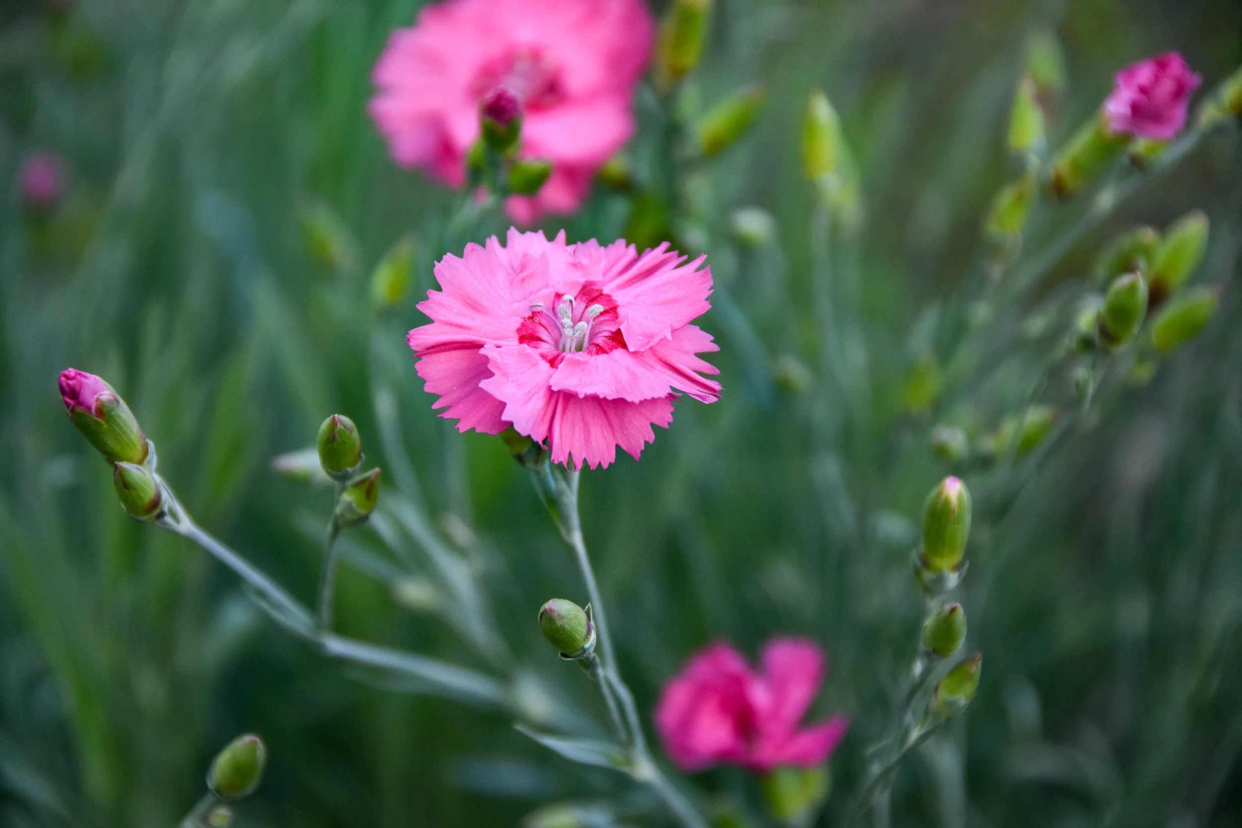 Pink Carnation