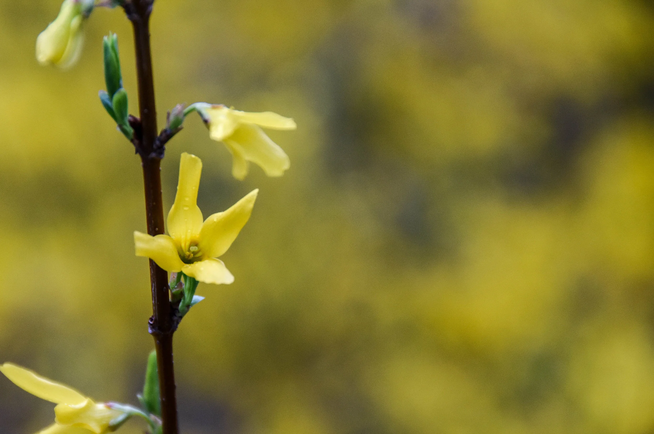 Forsythia, Forsooth