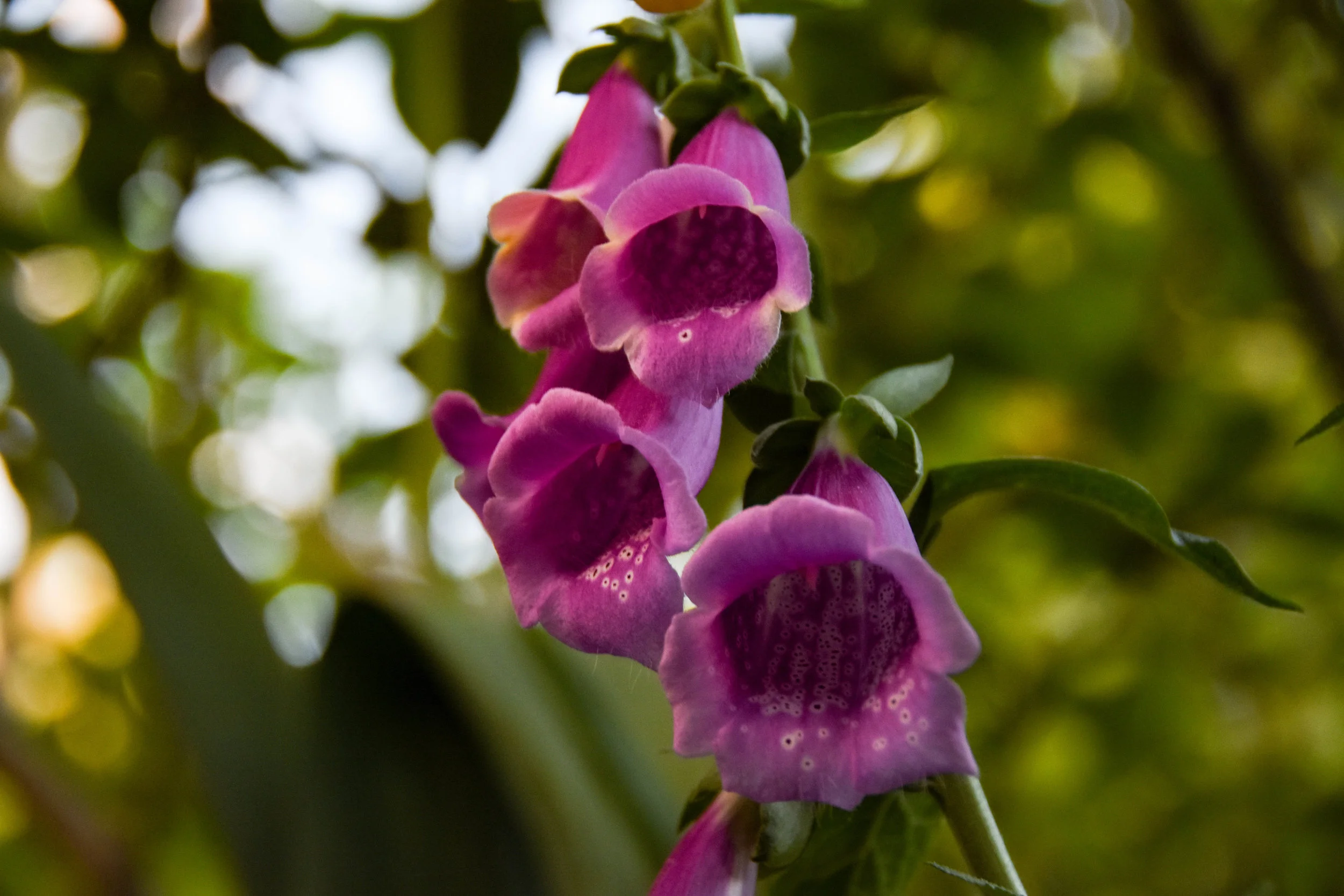 Pink Foxglove