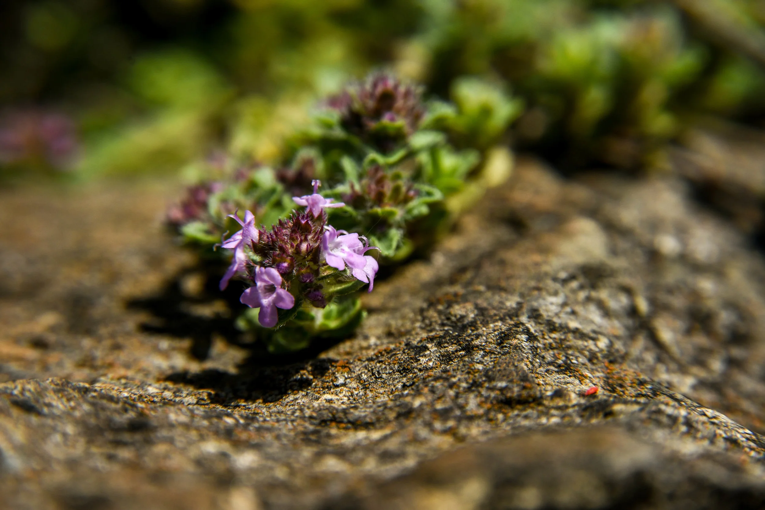 Thyme On Stone