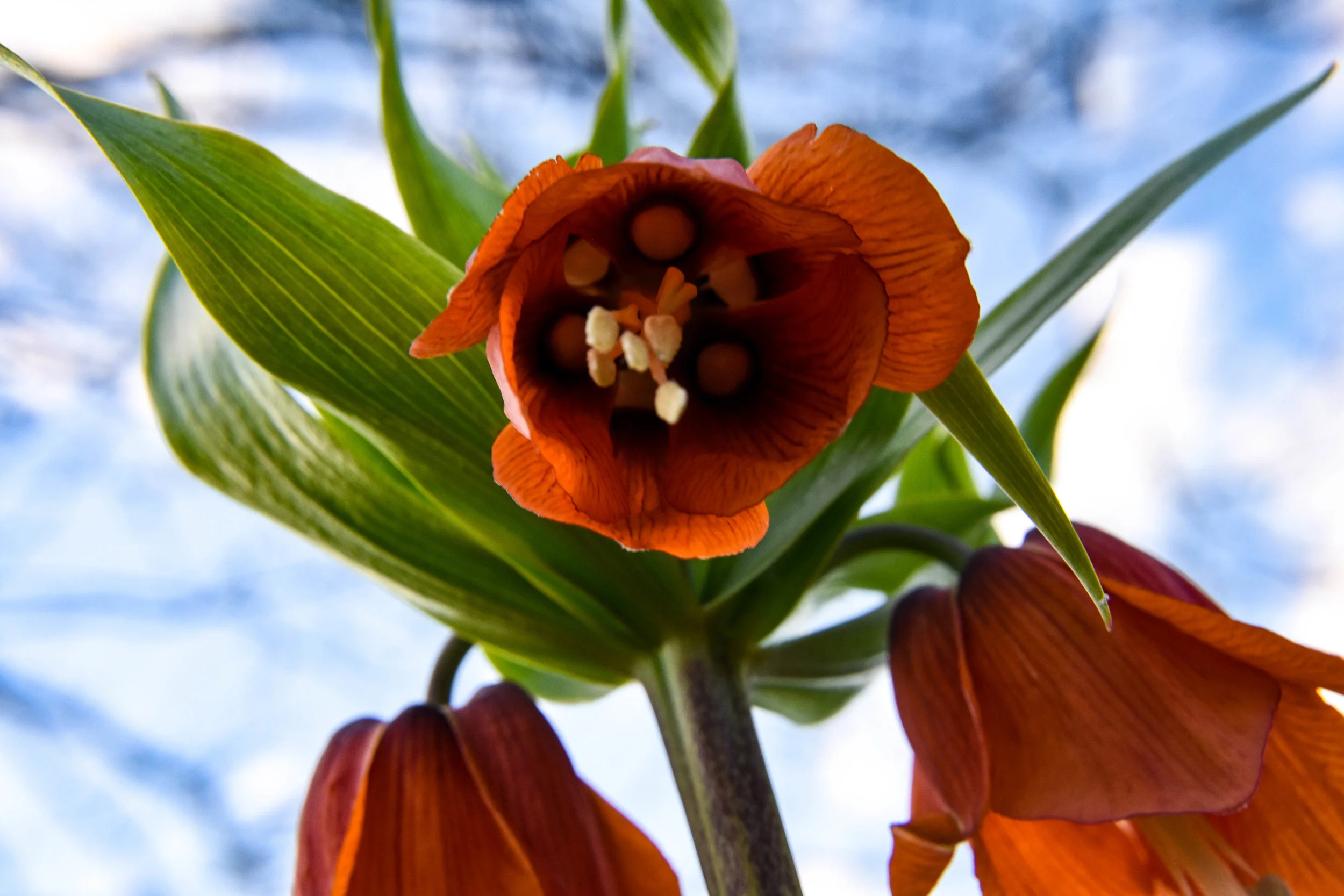 Under the Lily