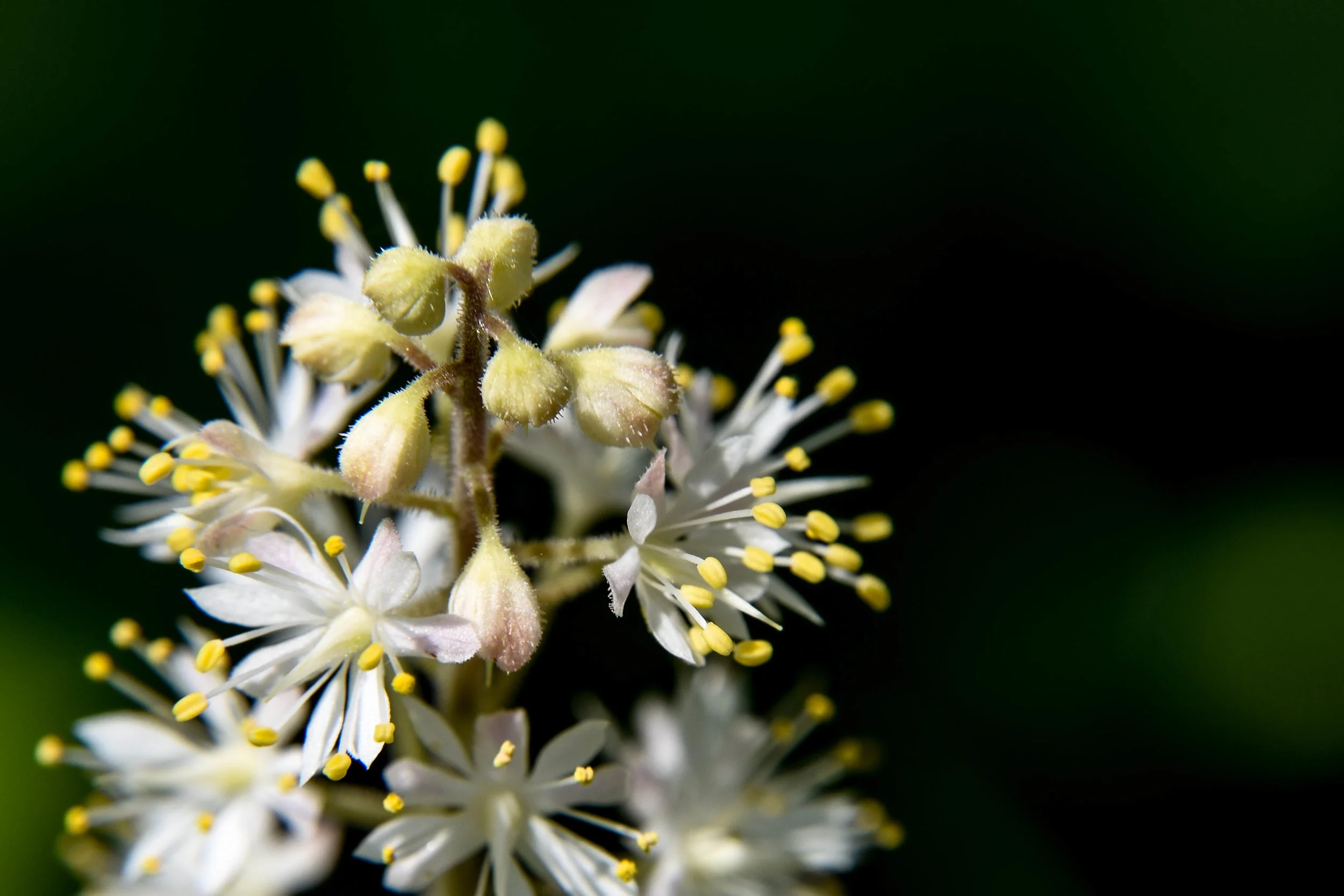 Tiarella