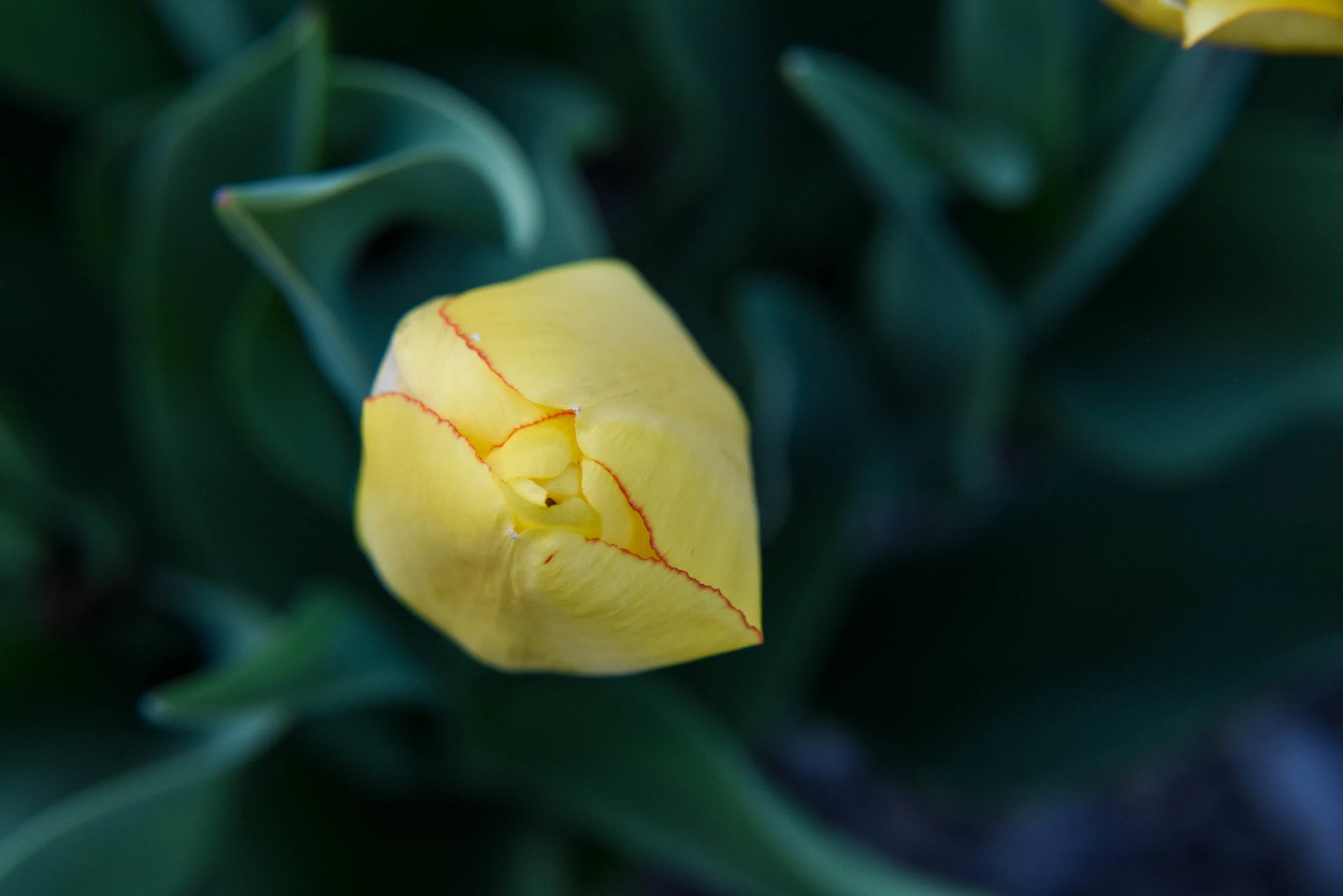 Maybe Spring
